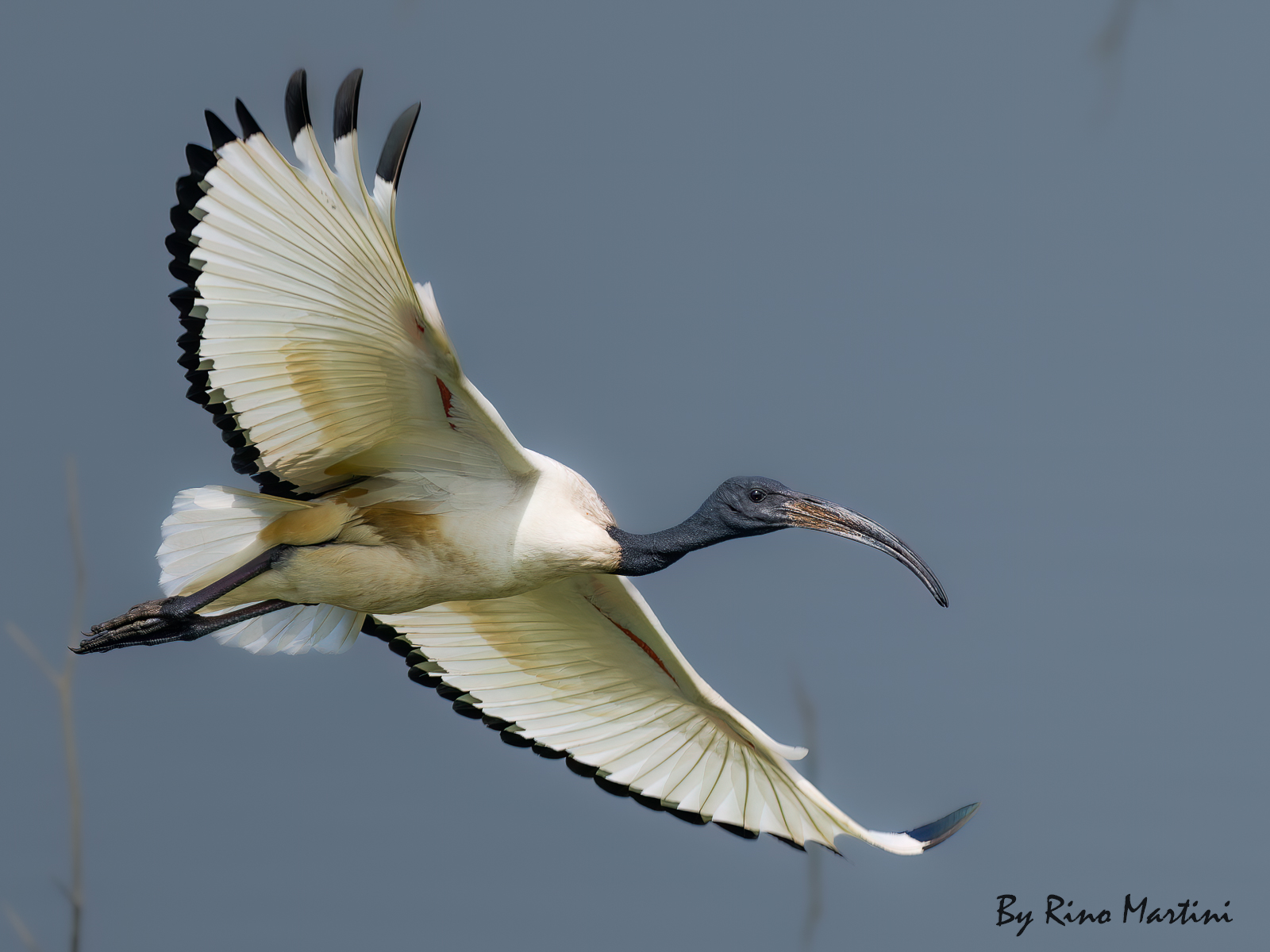 Sacred Ibis