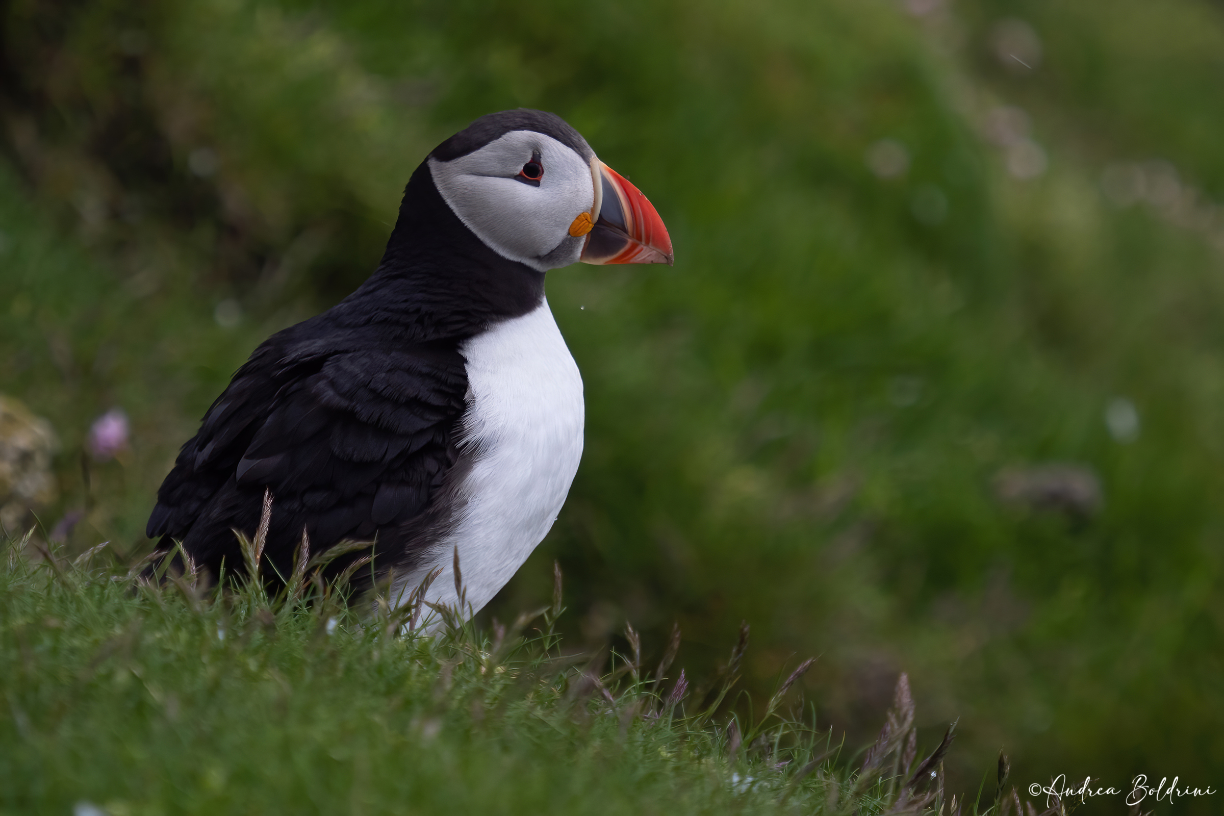 Puffin