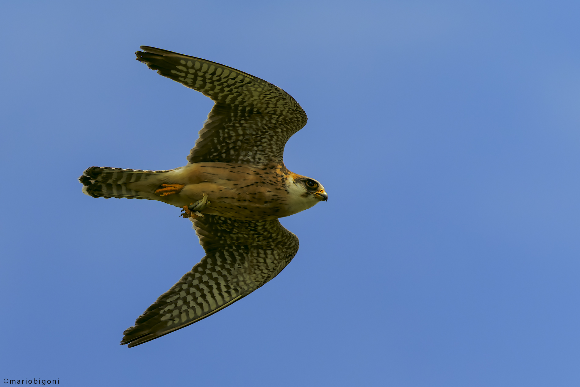 Cuckoo Falcon