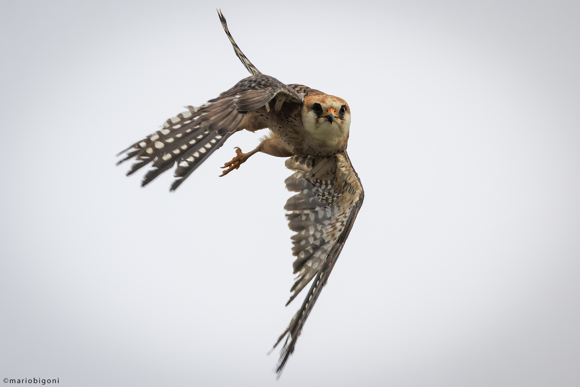 Cuckoo Falcon