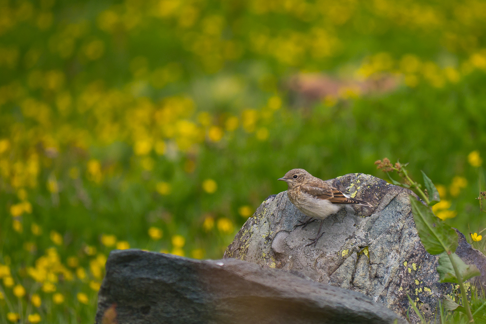 Culbianco (esemplare giovane)