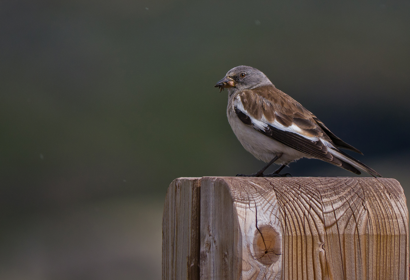 Alpine Chaffinch