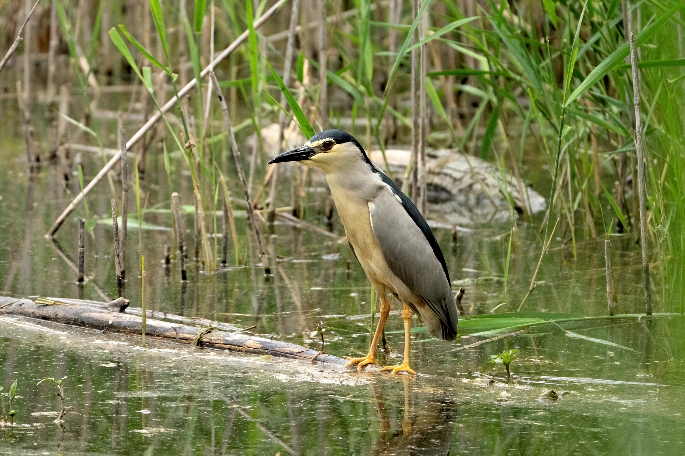 Nitticora (Nycticorax nycticorax )