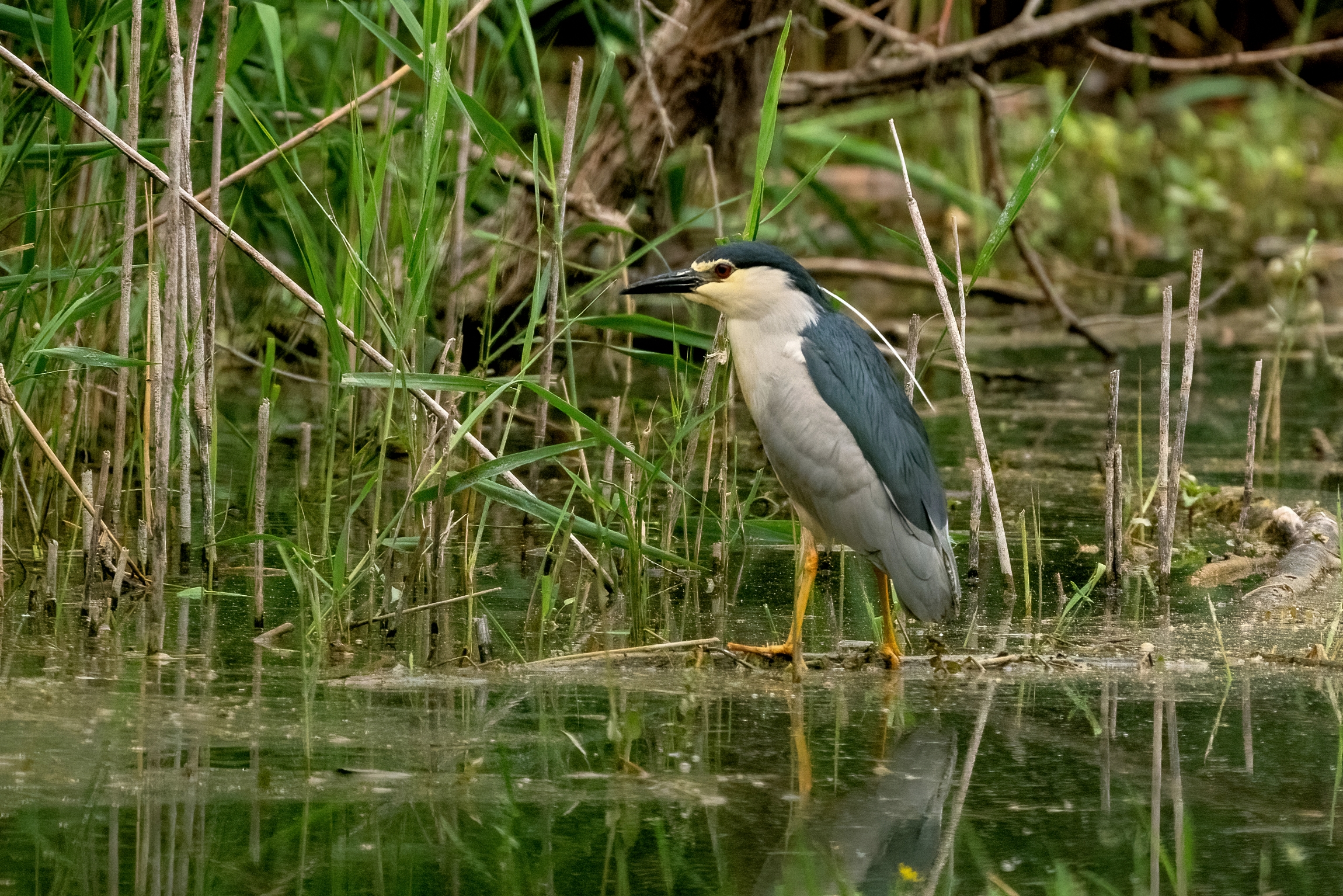 Nitticora (Nycticorax nycticorax )