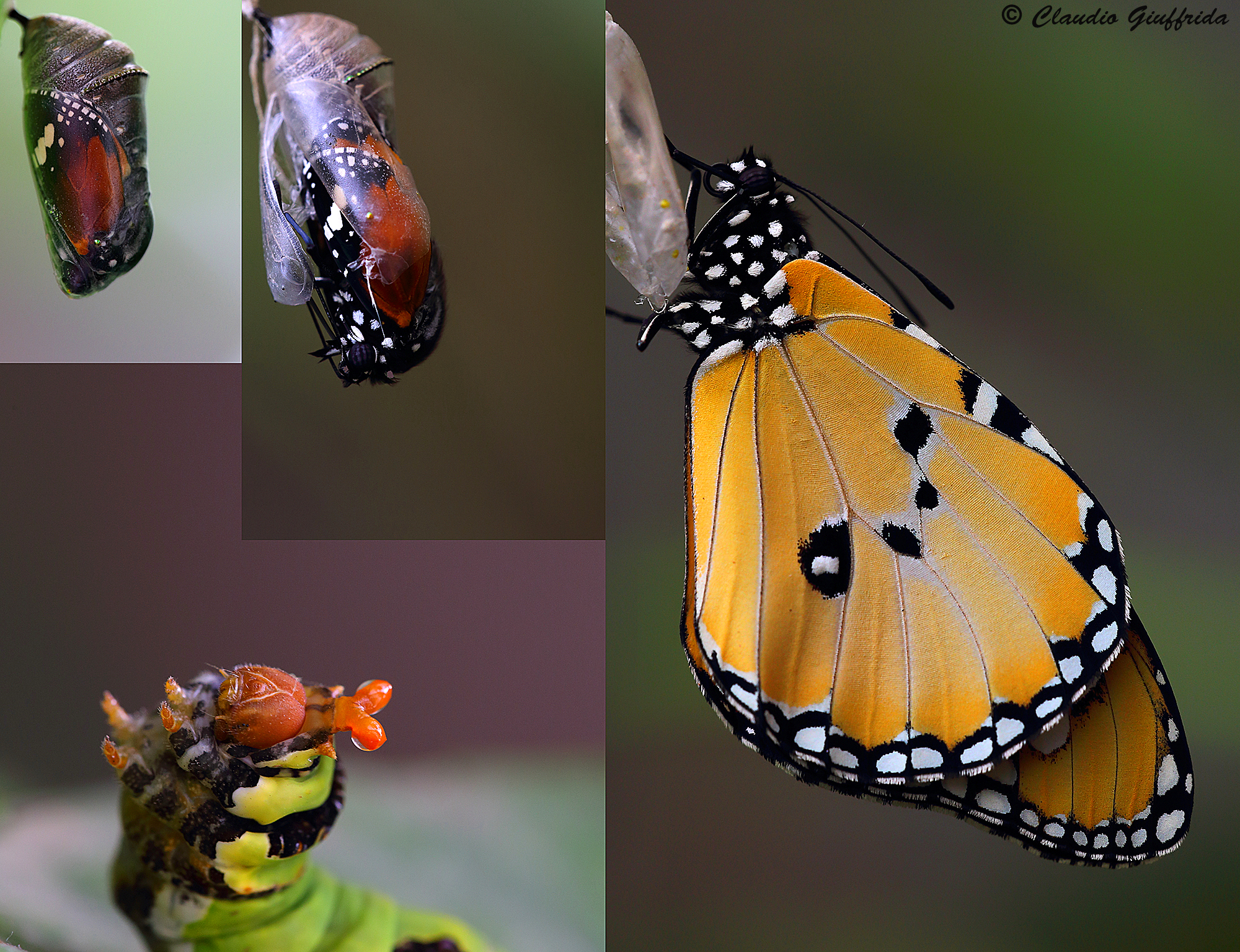 metamorfosi Danaus chrysippus (monarca africana)