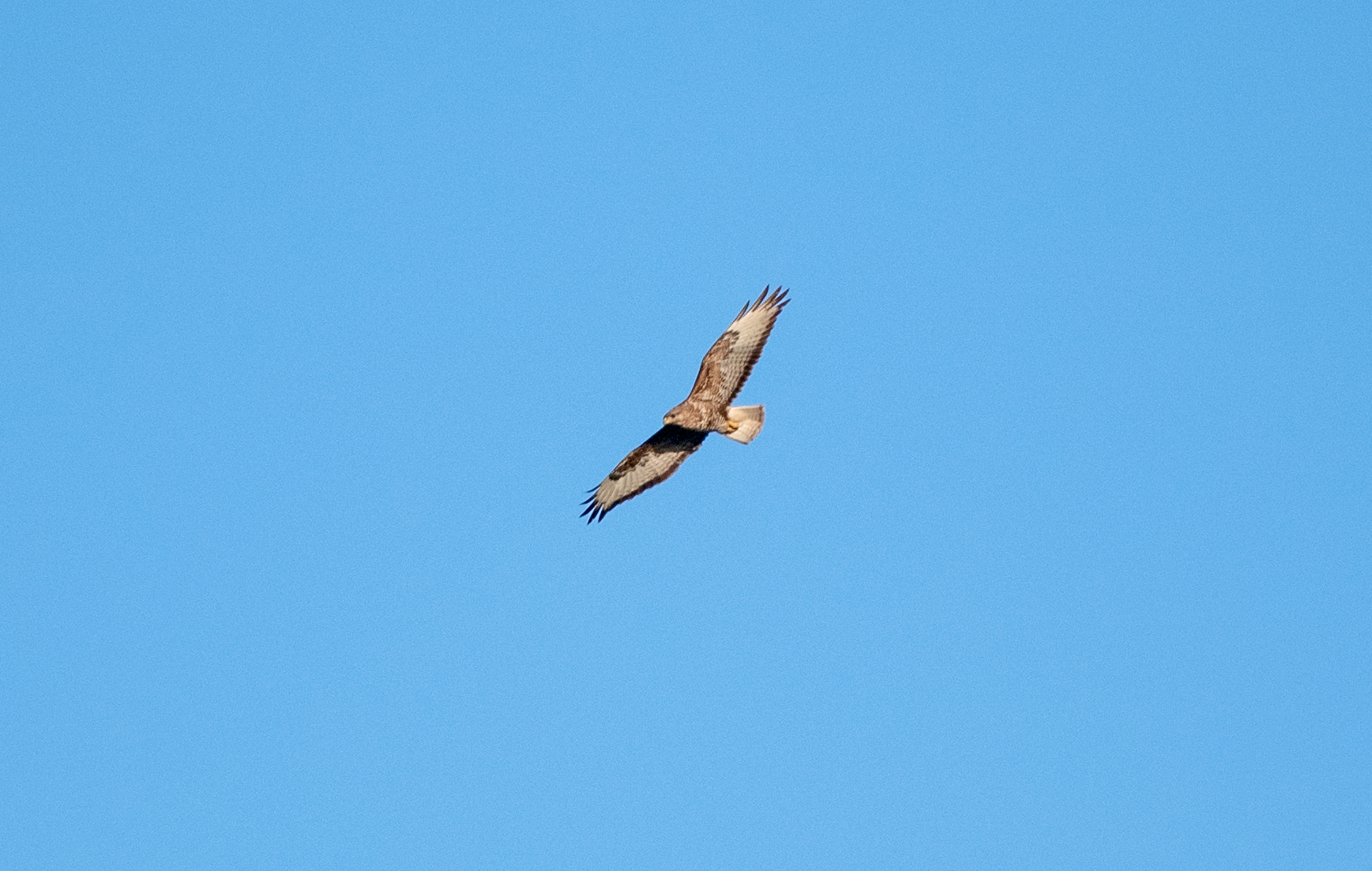 The buzzard