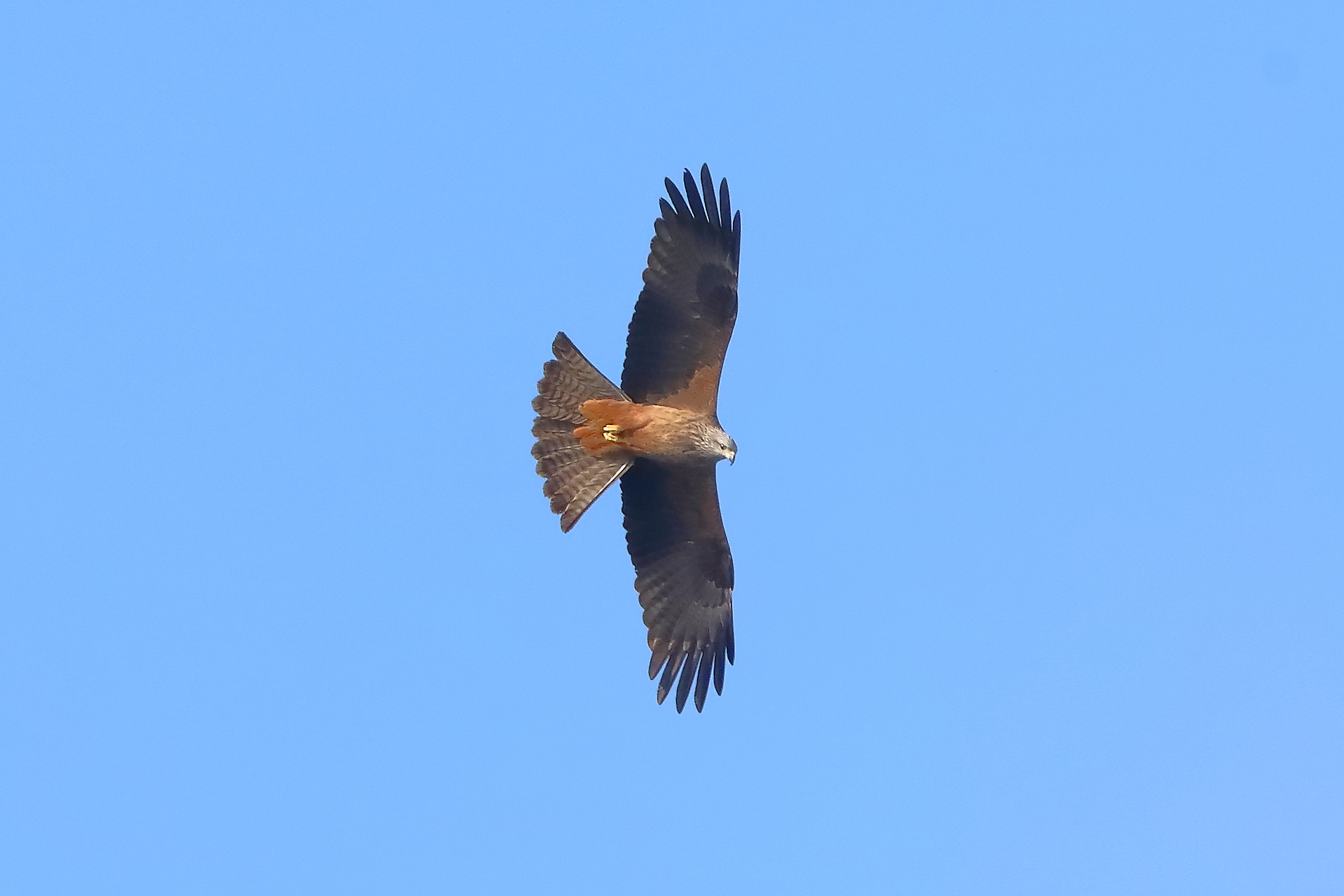 Black Kite 21 March 2024 - 0092