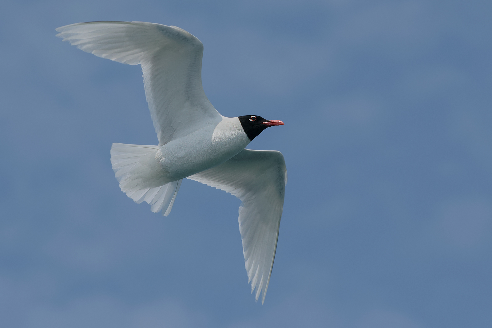 Mediterranean gull.