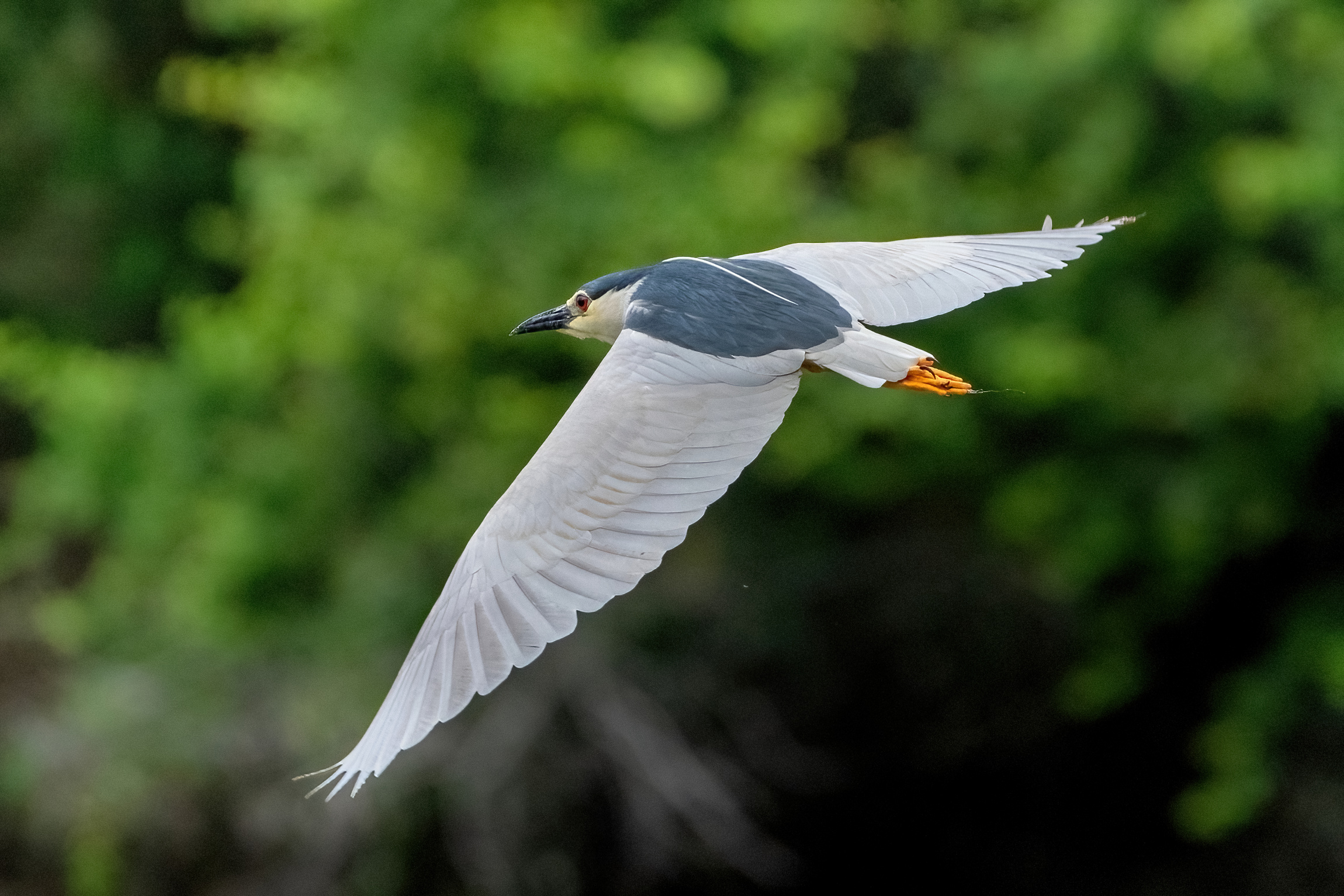 Nitticora (Nycticorax nycticorax )