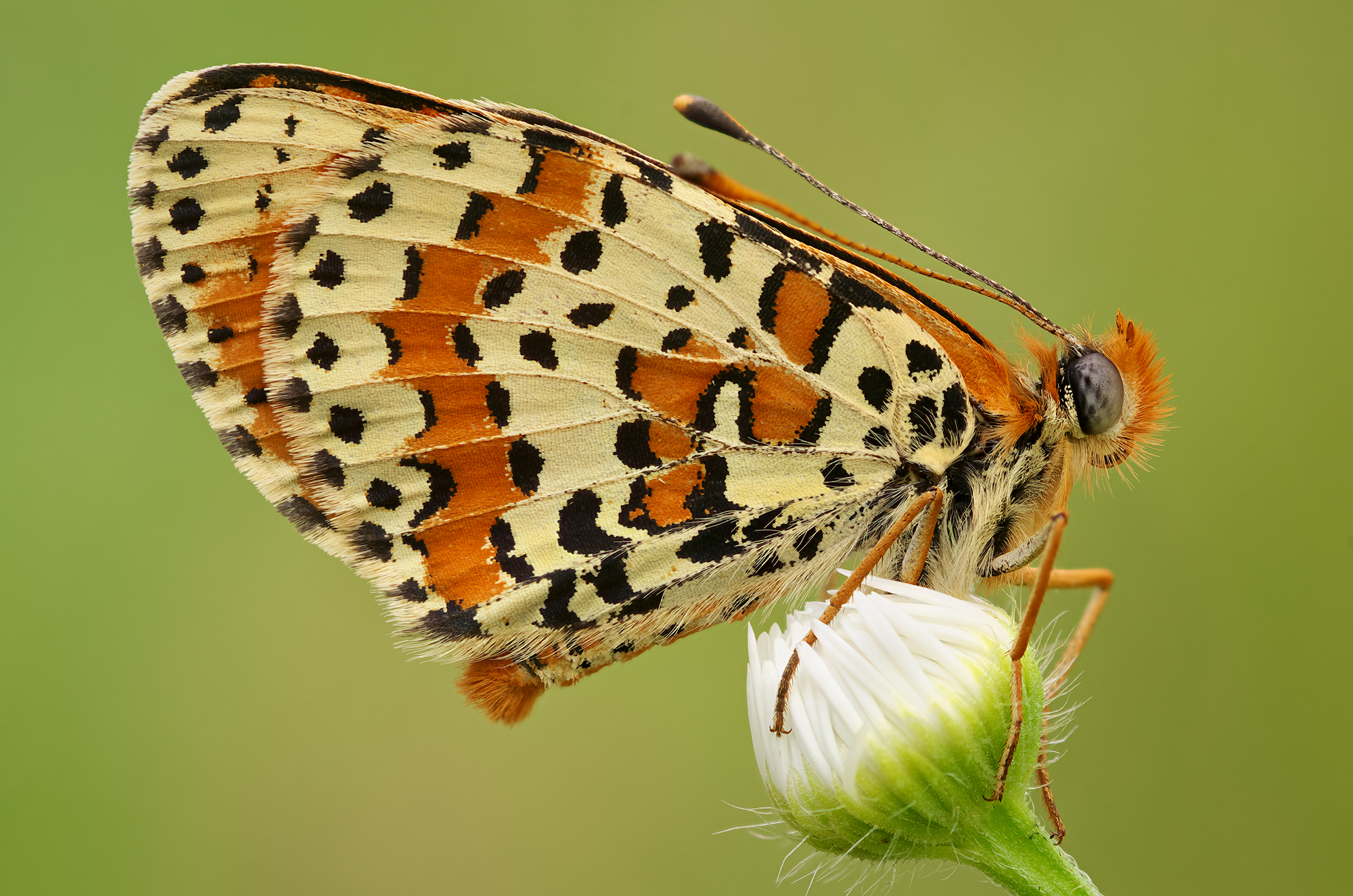 Melitaea didyma