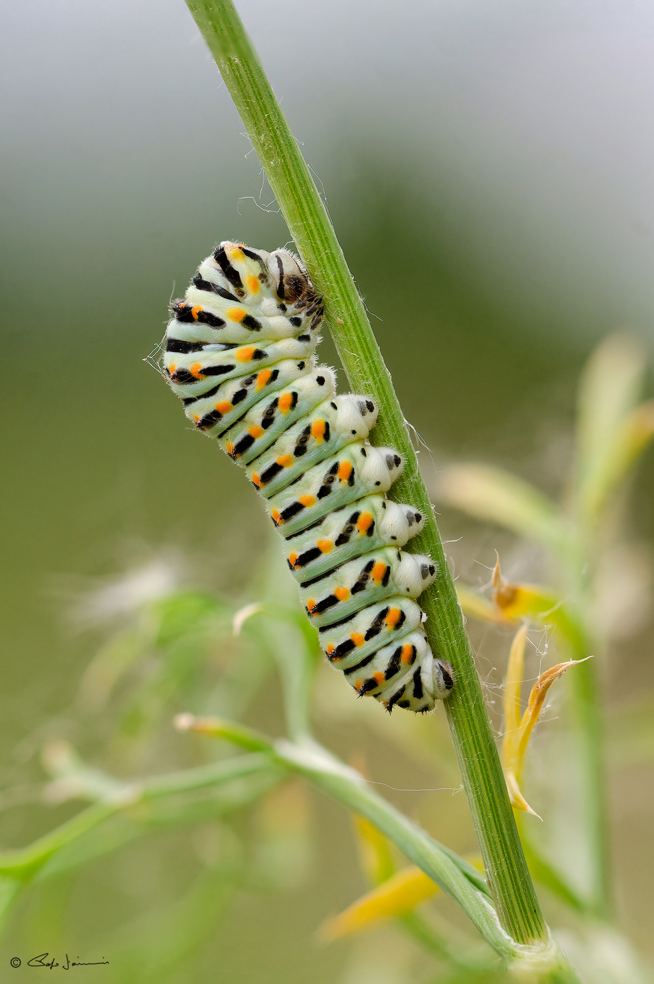 Bruco di Papilio Machaon