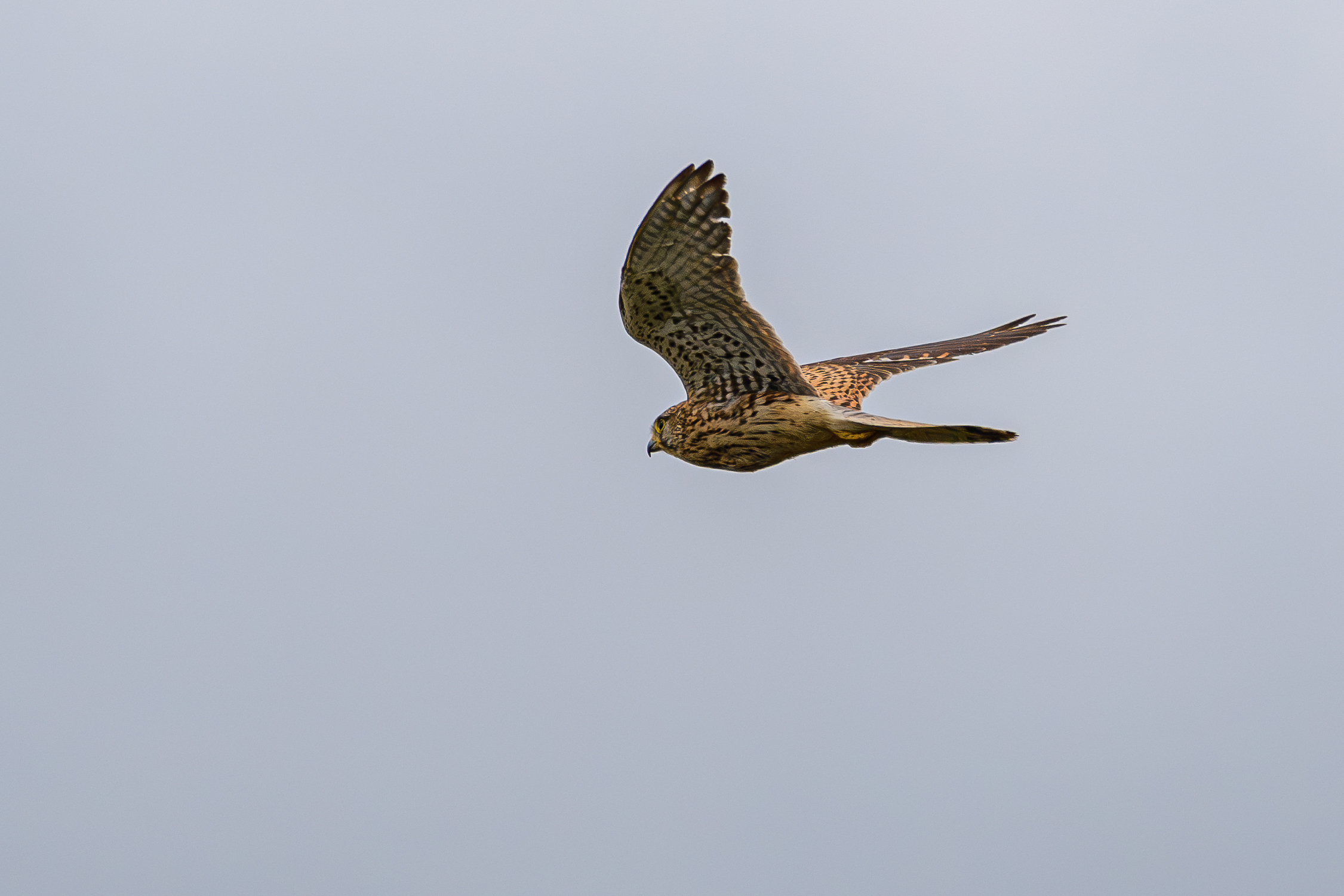 Kestrel