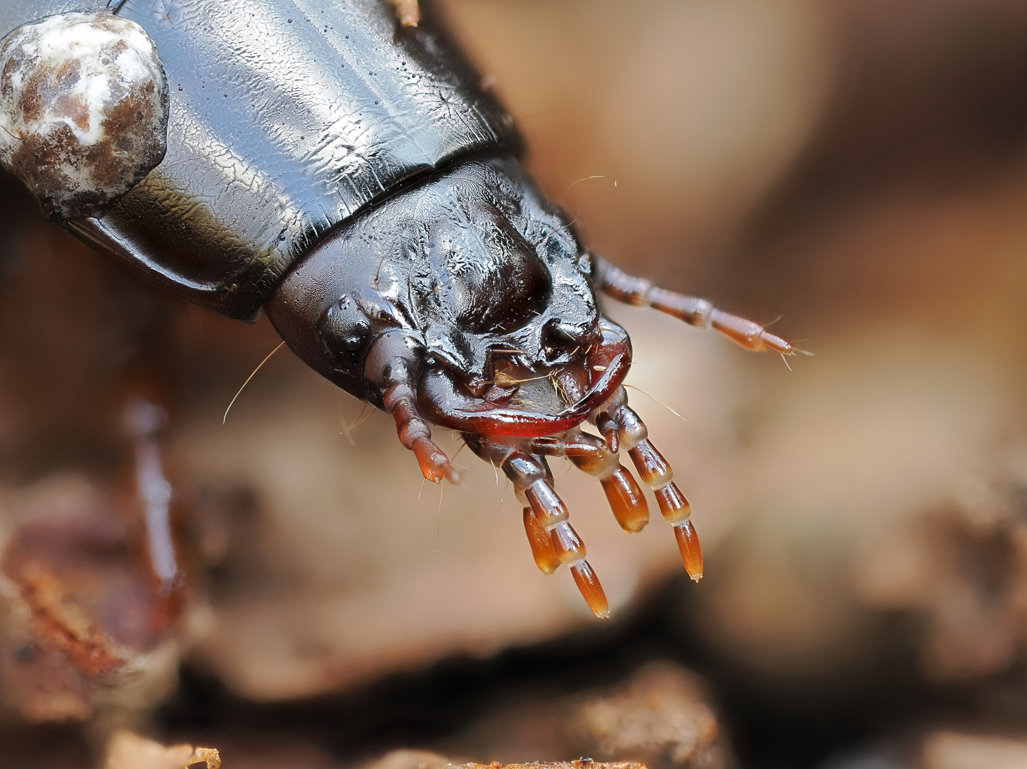 larva di uno scarabeo Carabidae con qualcosa2