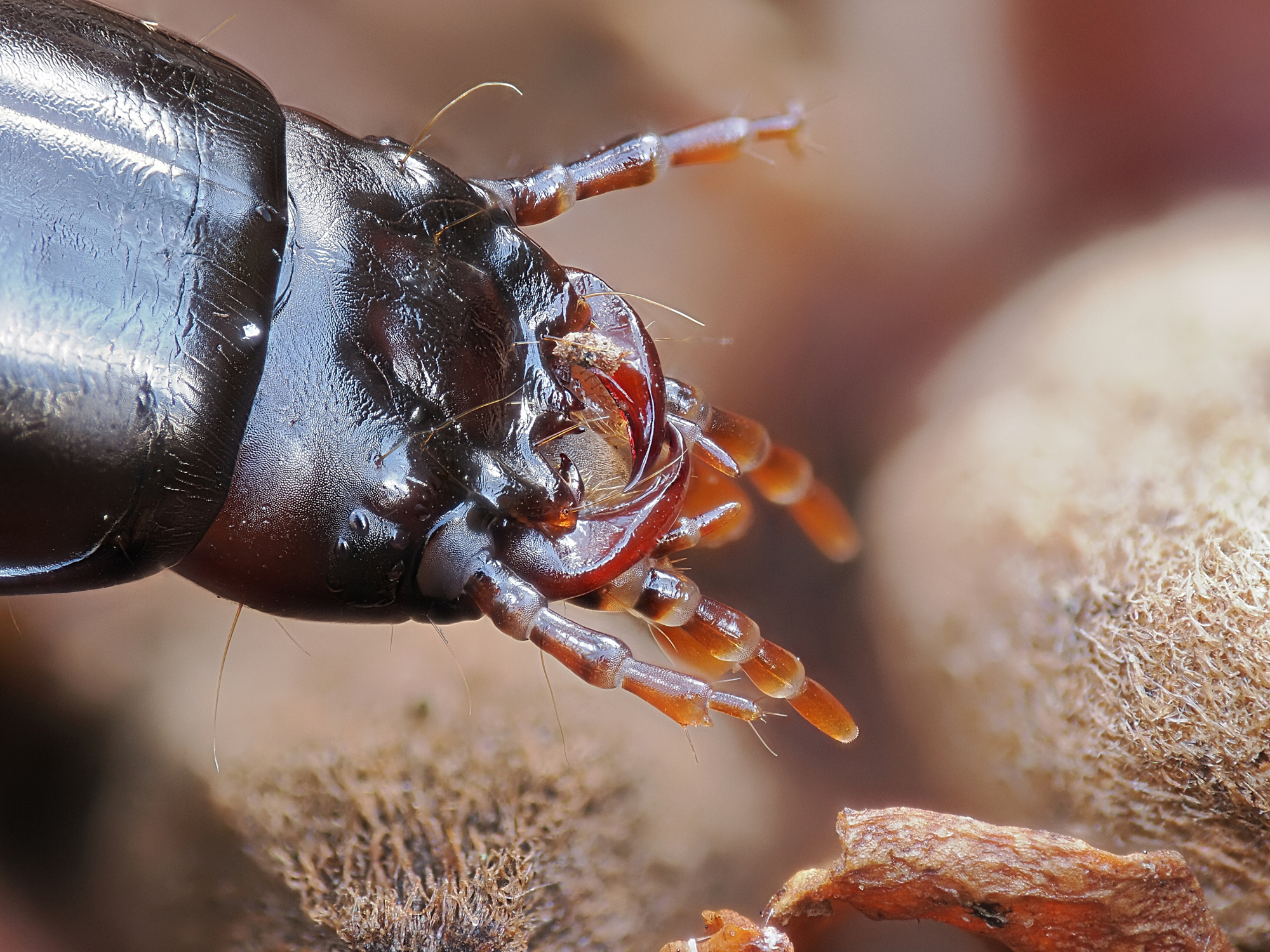 larva di uno scarabeo Carabidae con primo piano