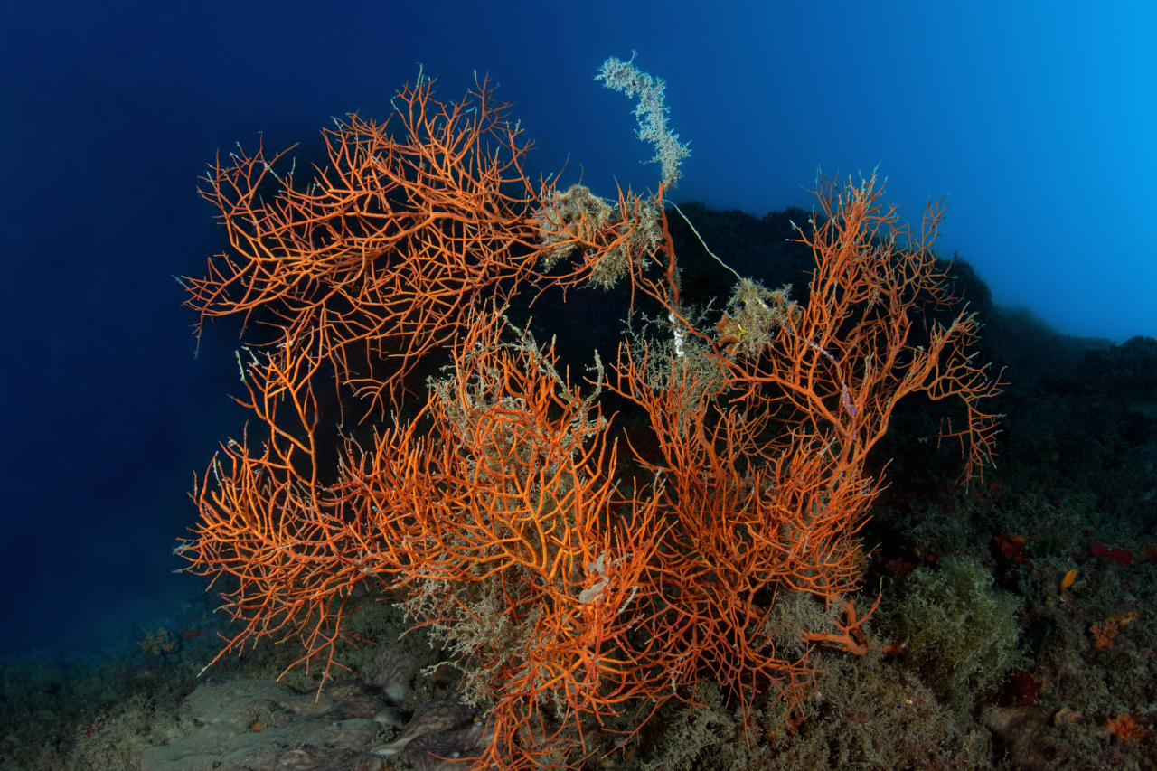 Gorgonia Tino Sp