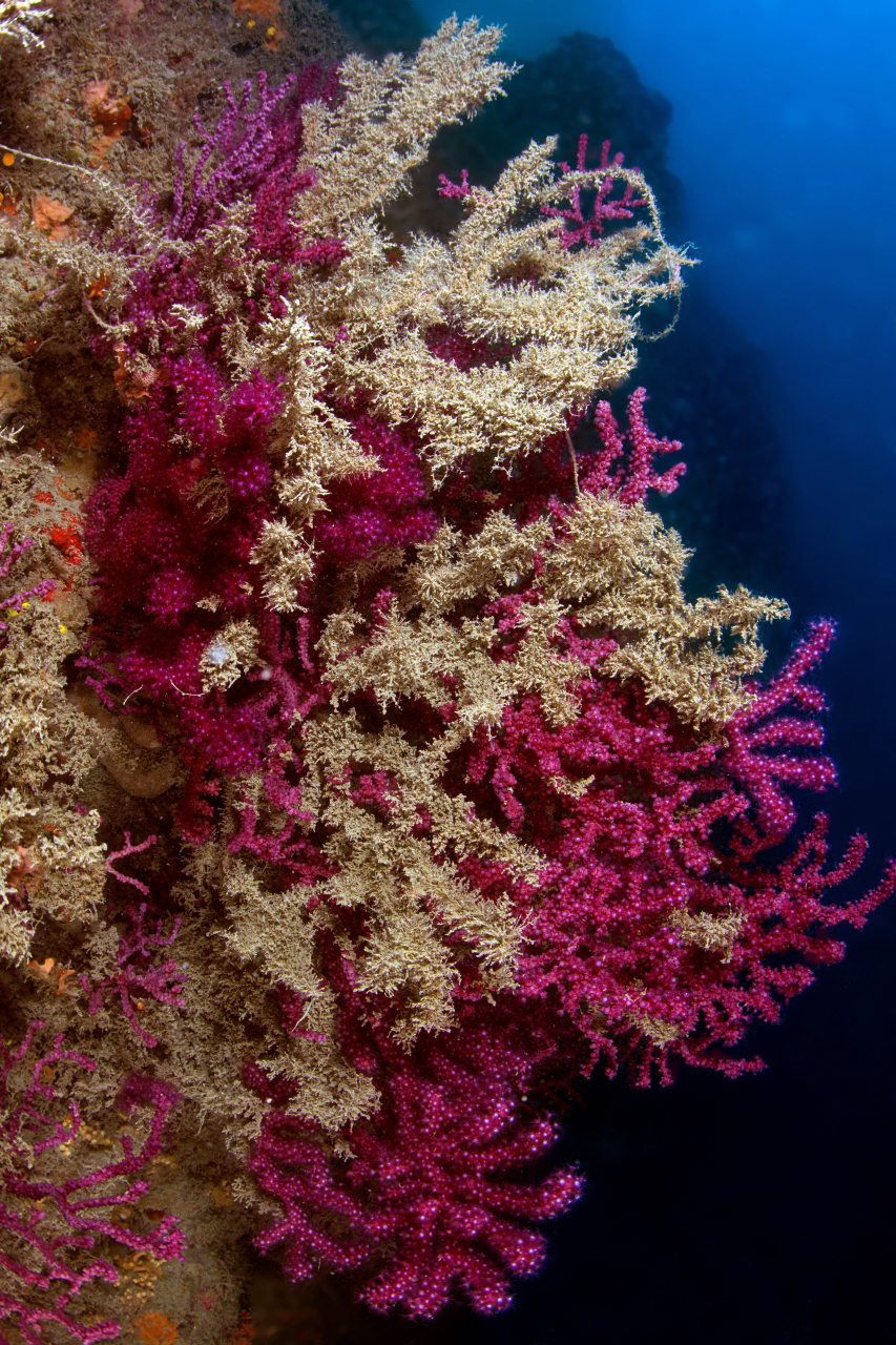 Gorgonia Tino Sp