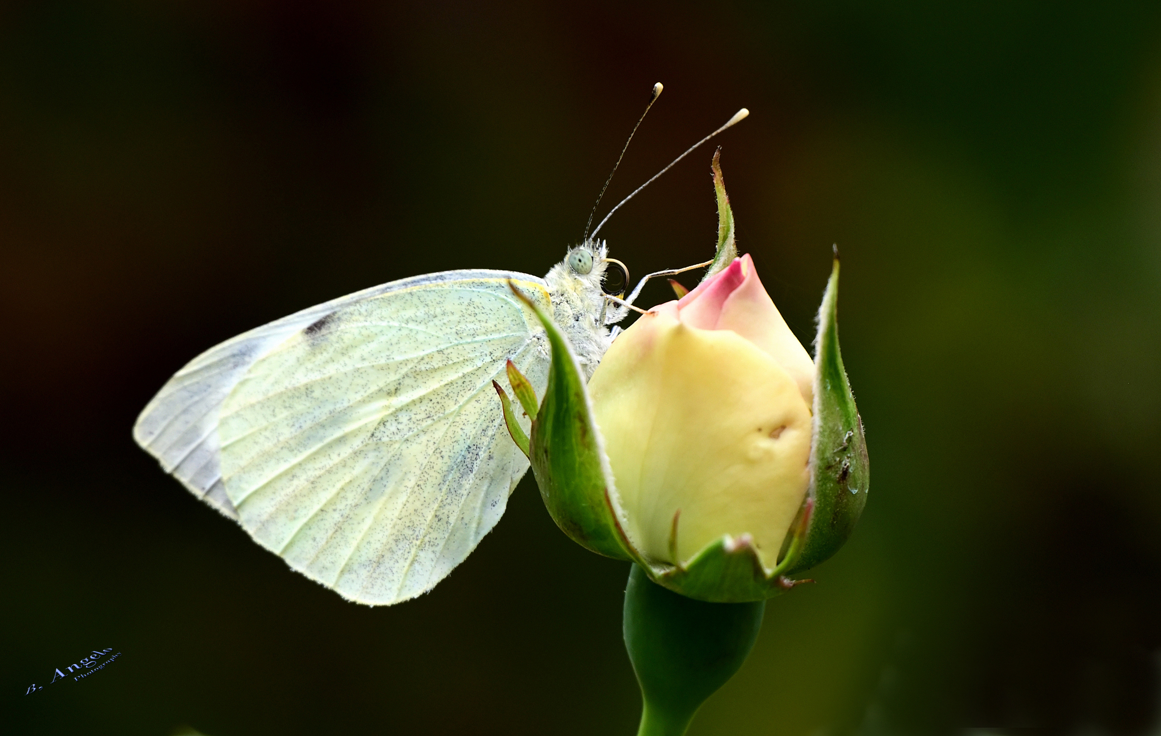 " The Butterfly and the Rose "