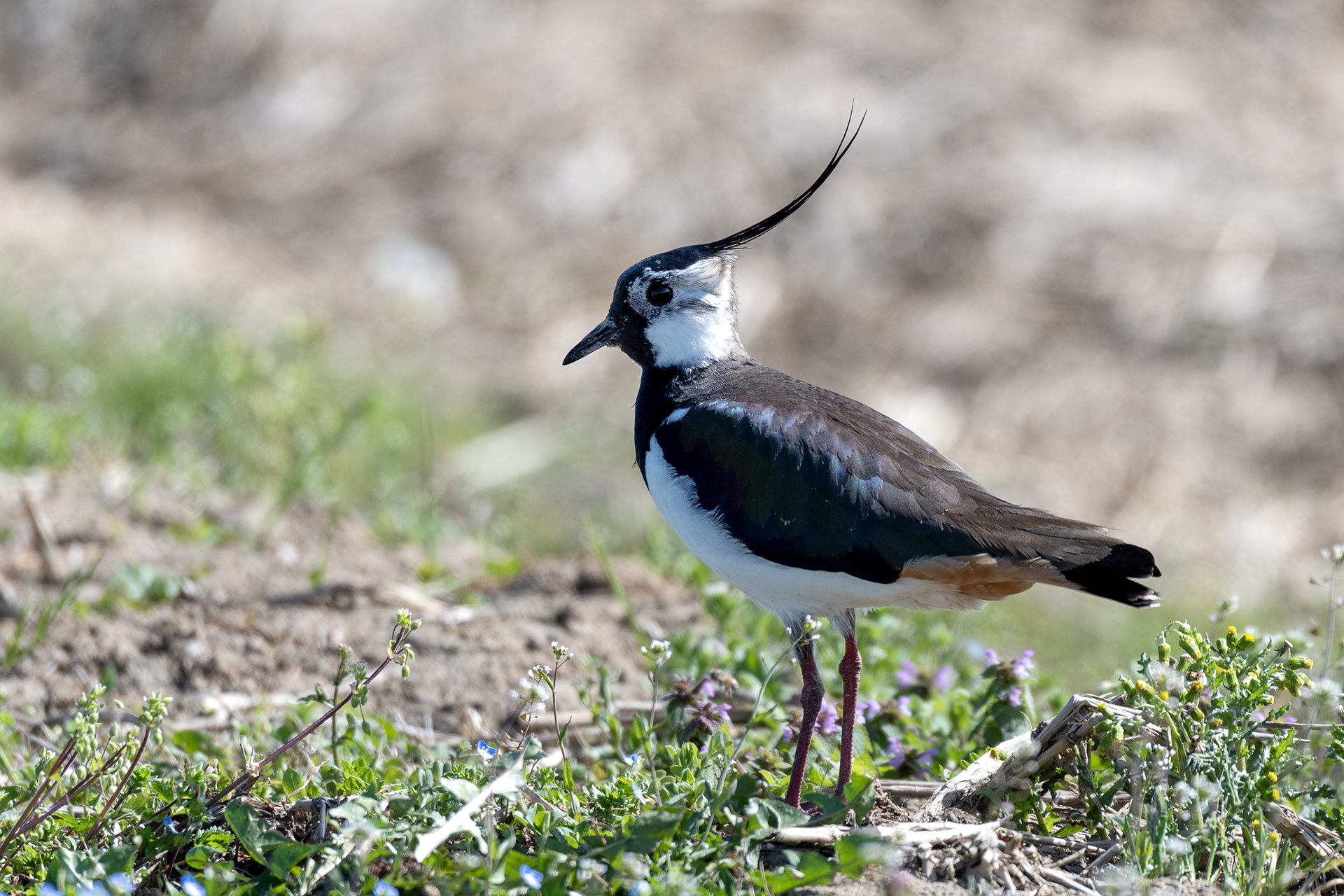 Lapwing