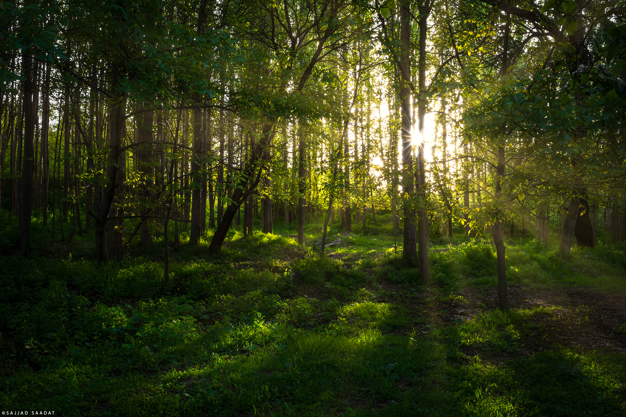 Dreamy Land