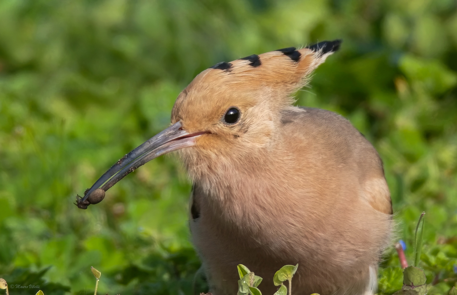 Hoopoe with prey