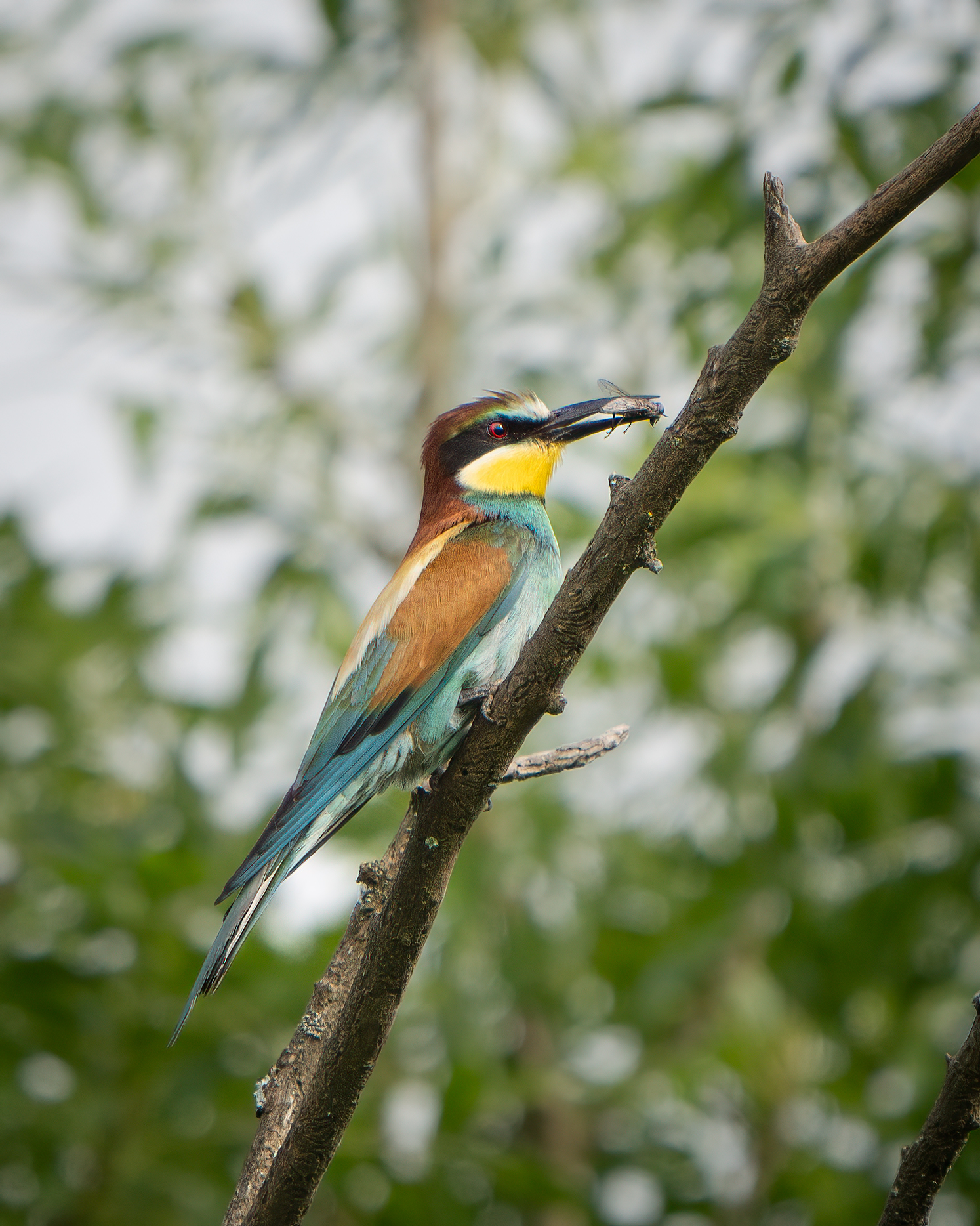 Bee-eater with prey