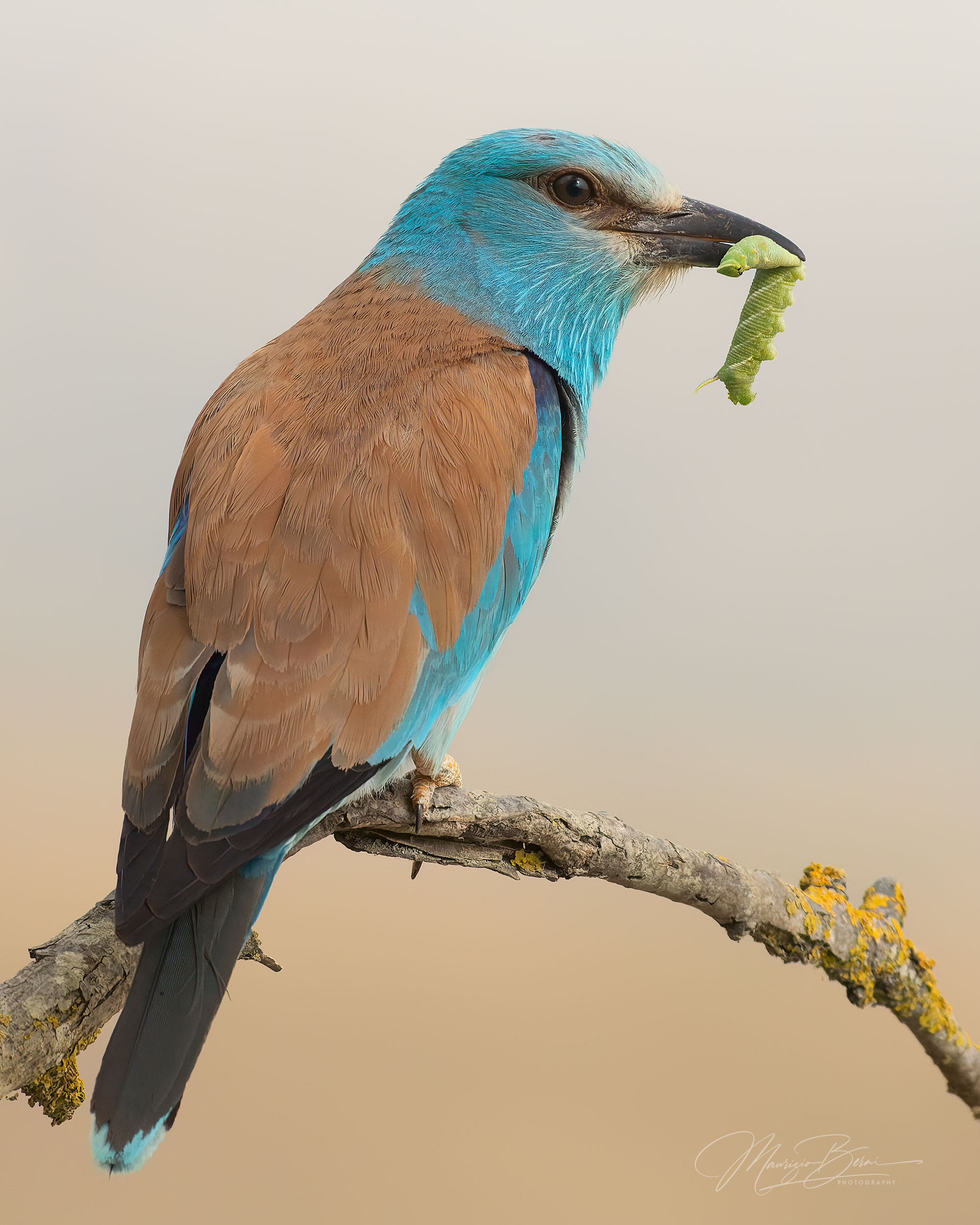 The Jay and the Caterpillar