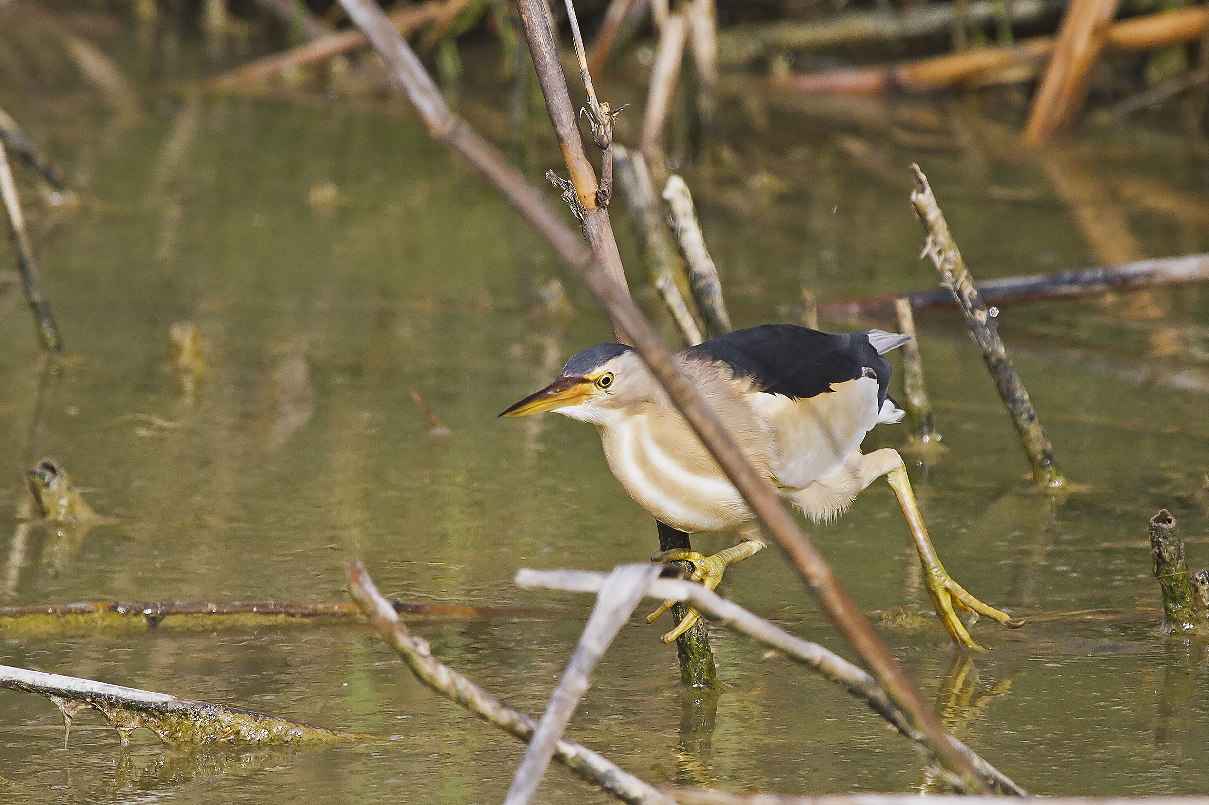 Tarabusino   Ixobrychus minutus