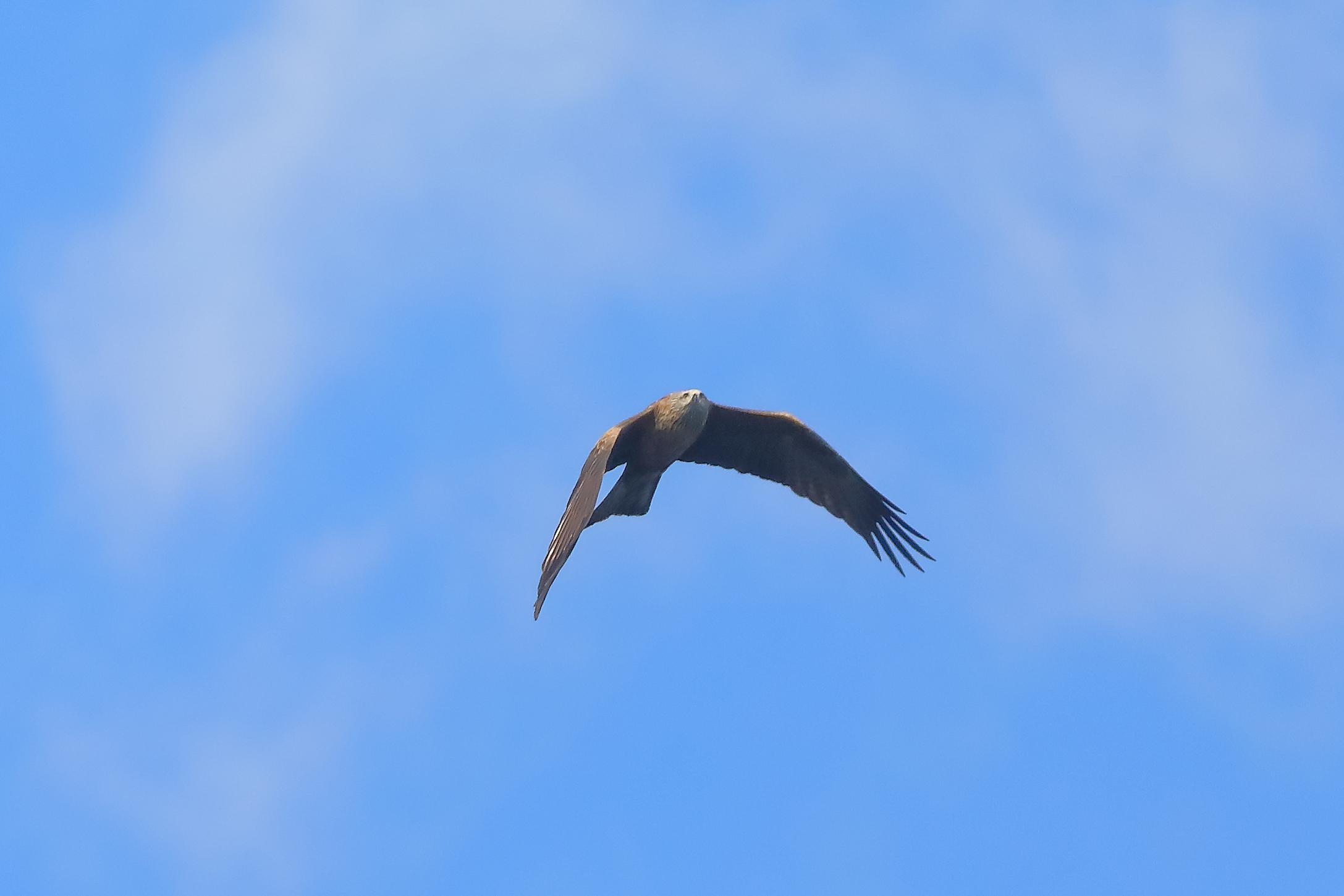 Black Kite 21 March 2024 - 0111