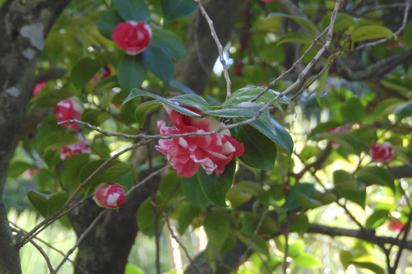 Flowers in the villa