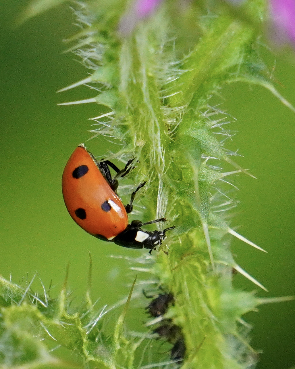 Coccinella su stelo di cardo