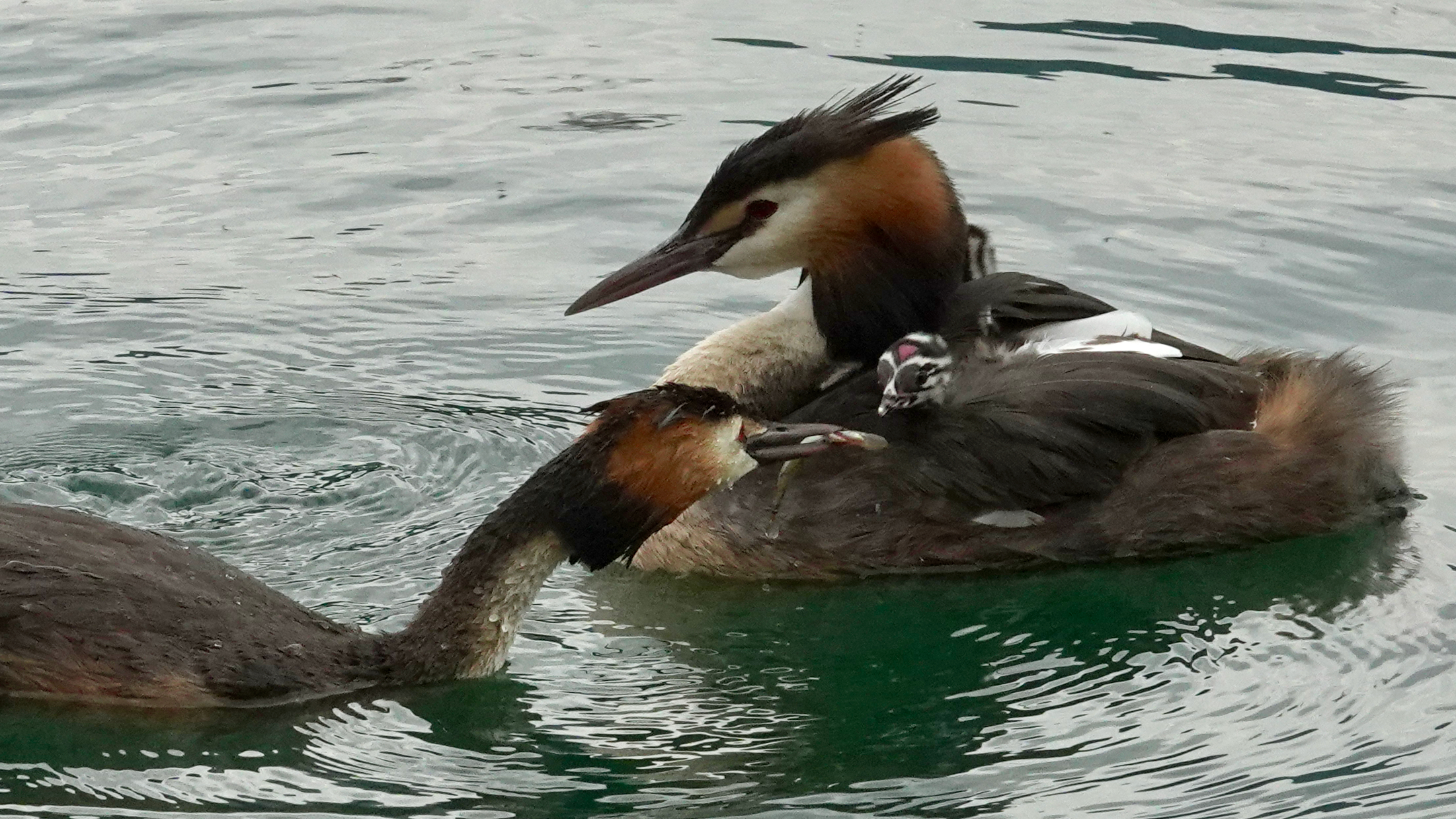 Grebe Family