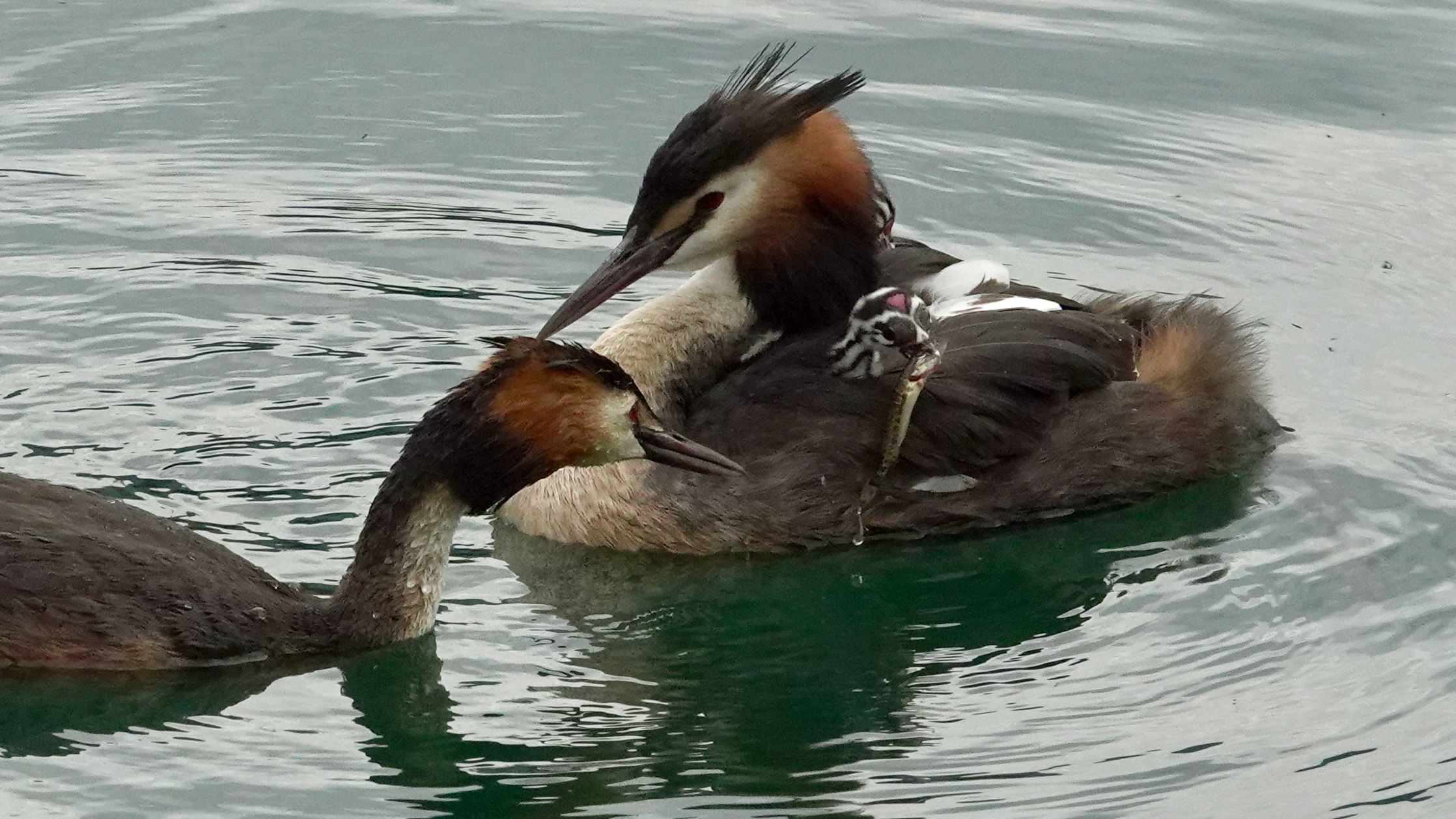 Grebe Family 2