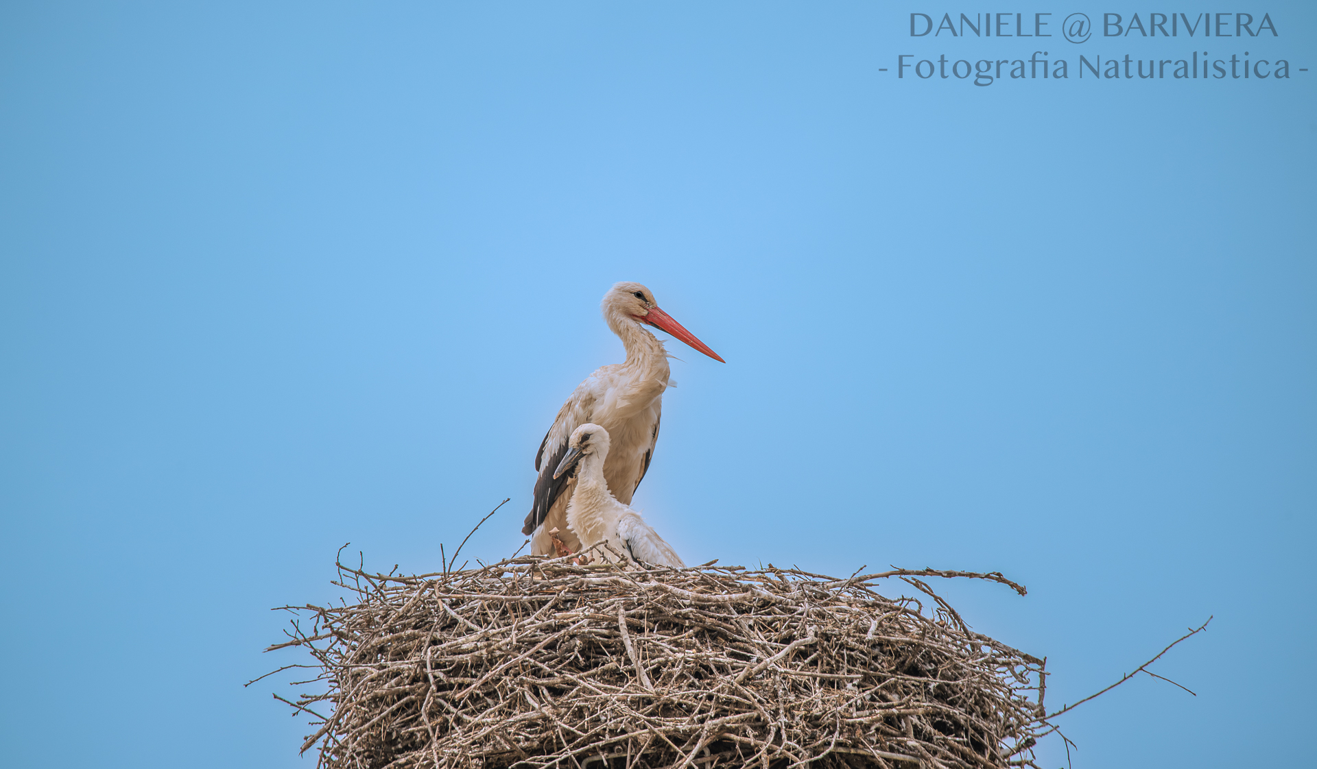 Cicogna con piccolo