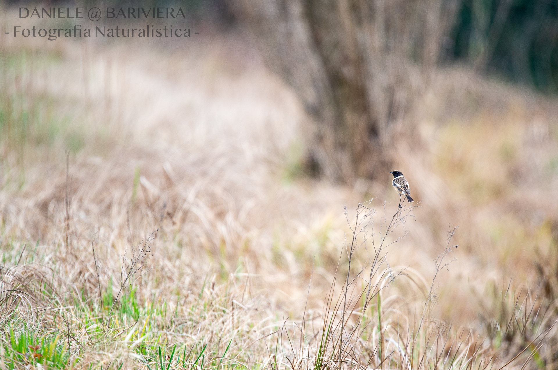 Saltimpalo nel suo ambiente