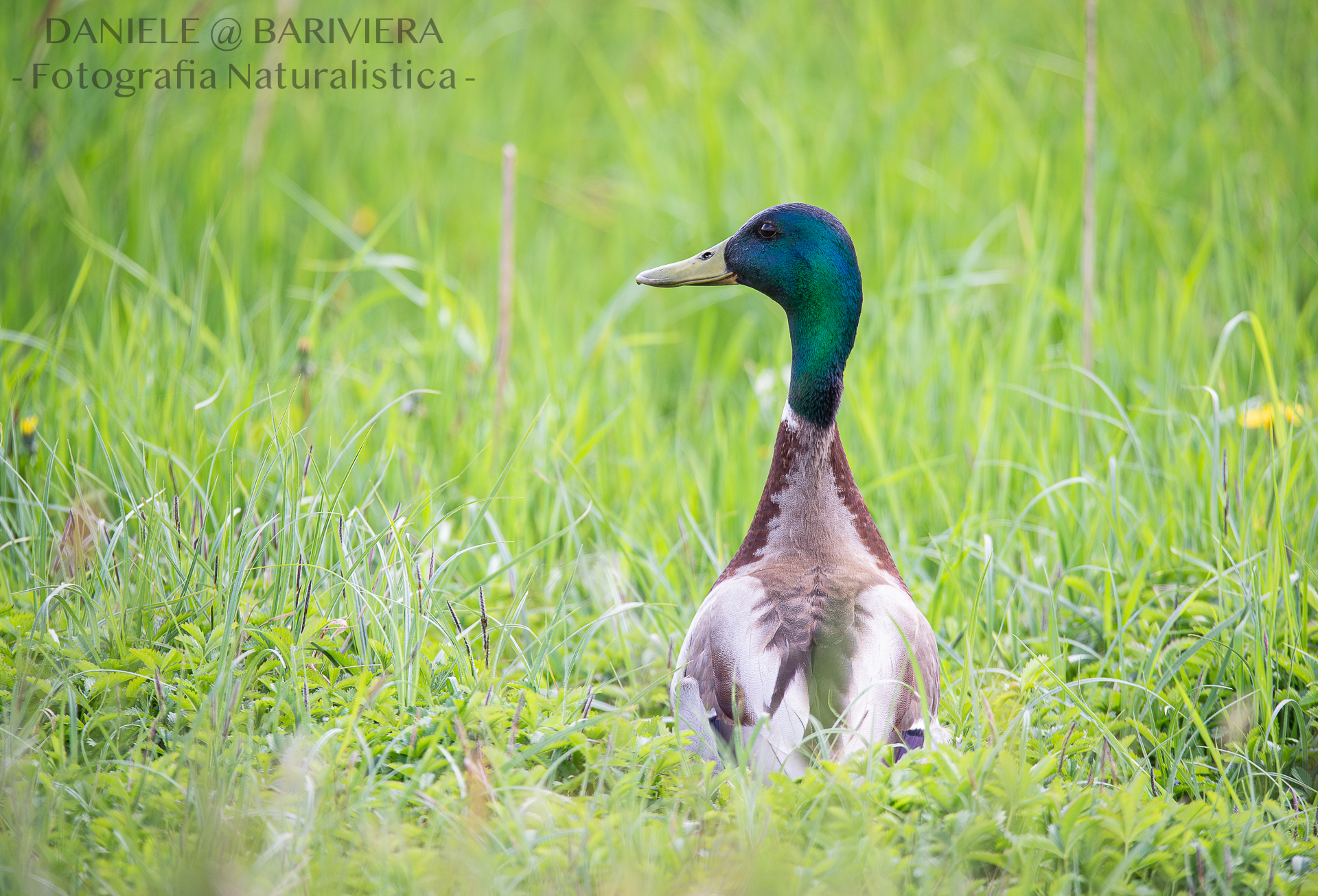 Germano Reale maschio