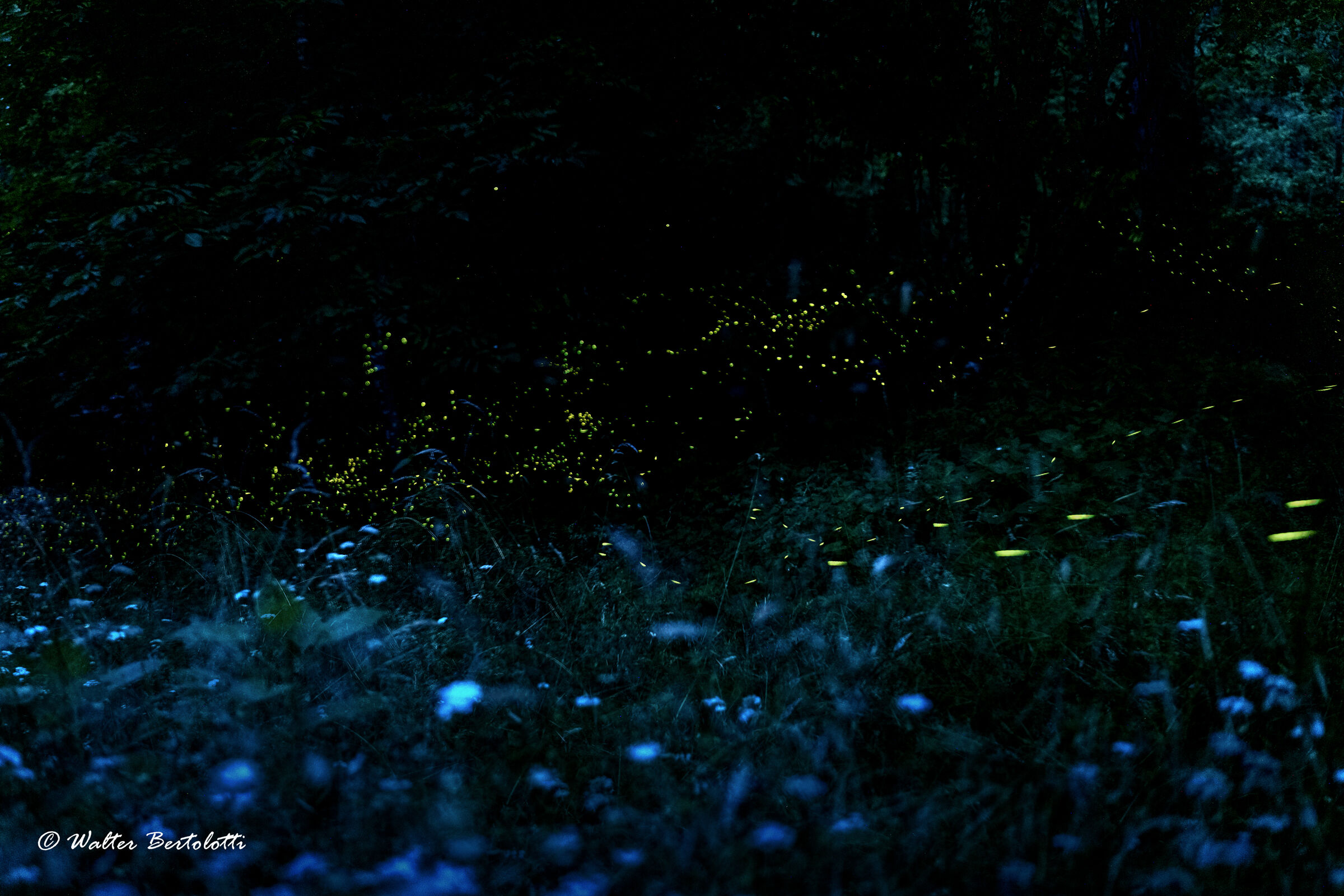 le luci dei boschi