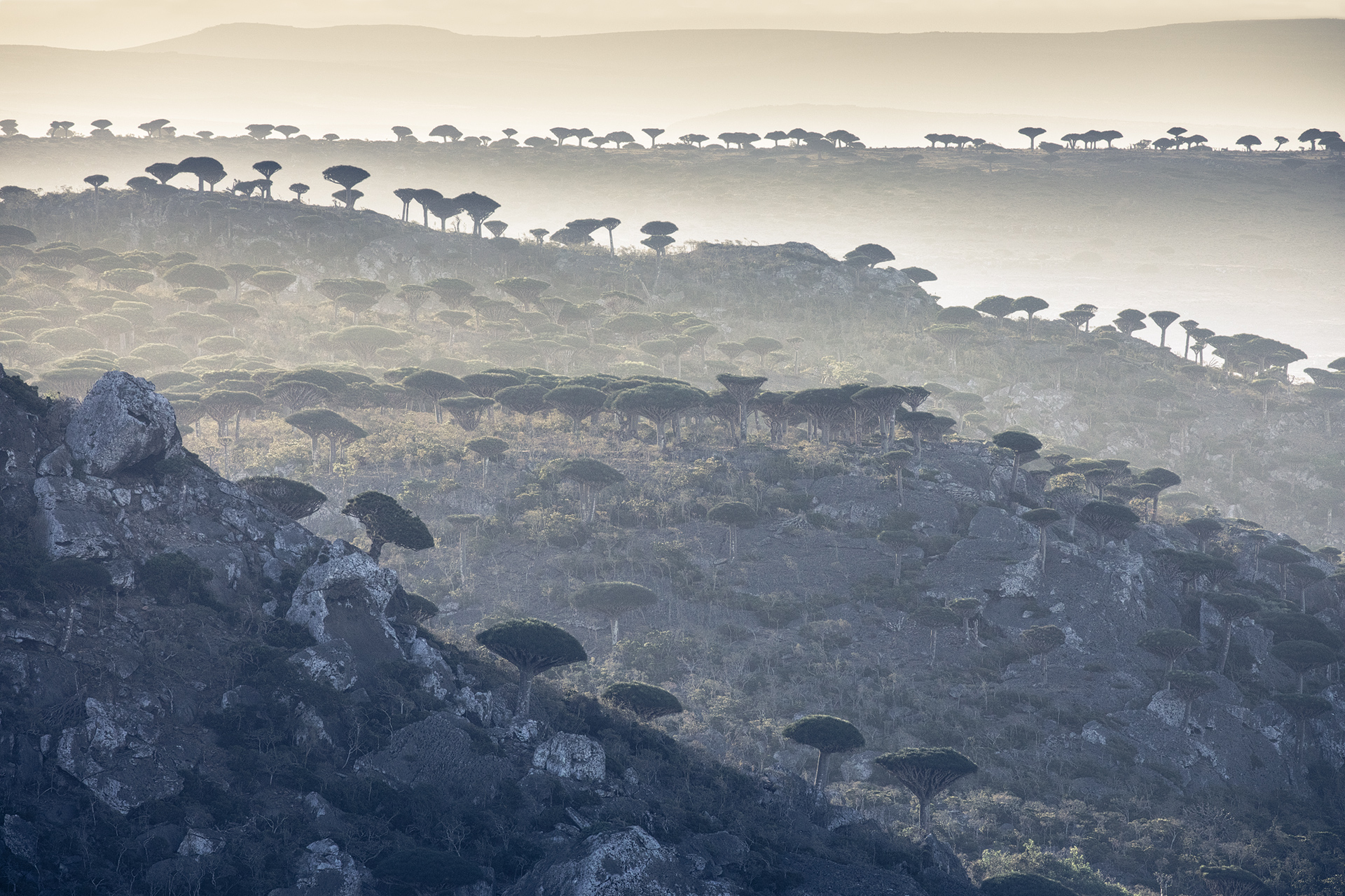 The army of "Dragonborn"