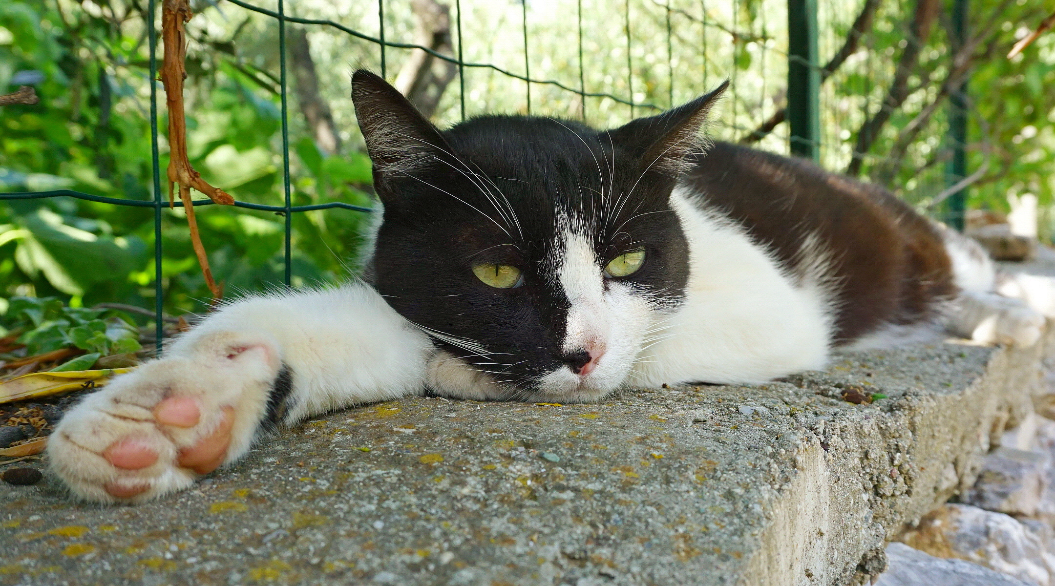 The Meditator!
