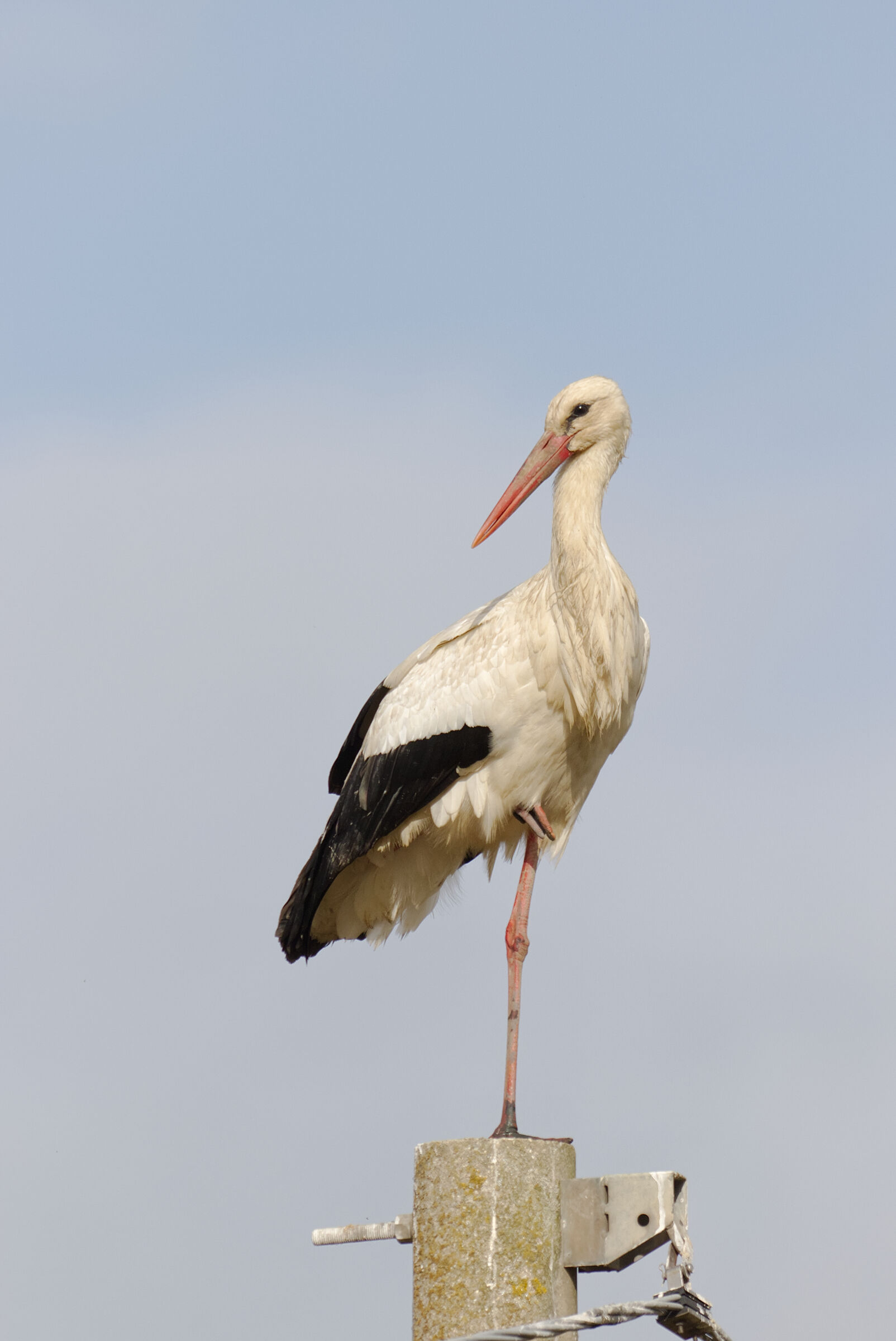 Stork