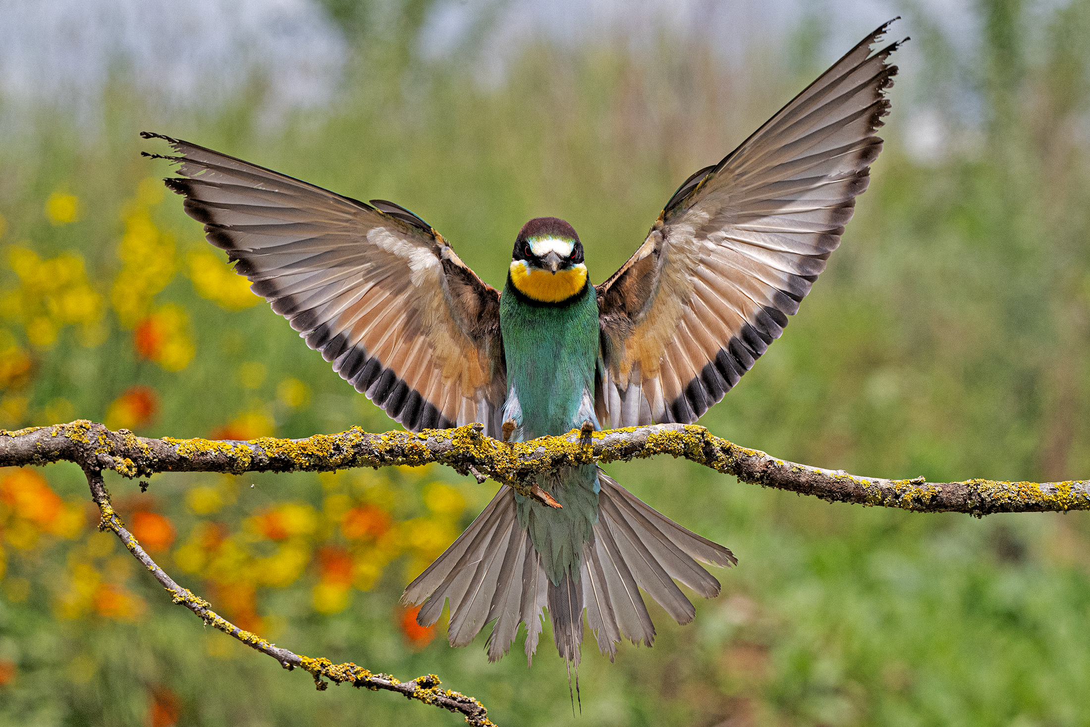 Landing