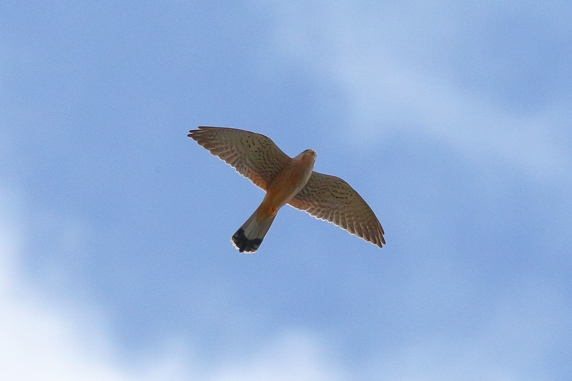 Kestrel 24 March 2024 - 7250