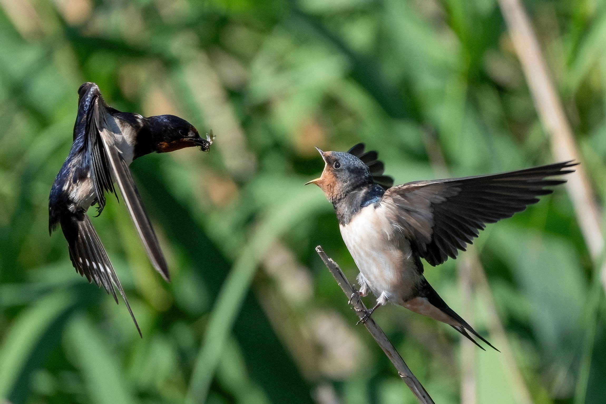 The Offering of the Prey. Swallows