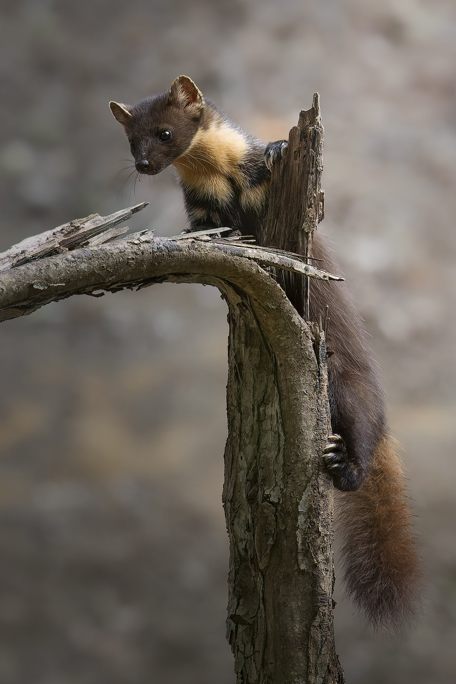 Marten on tiptoe ...
