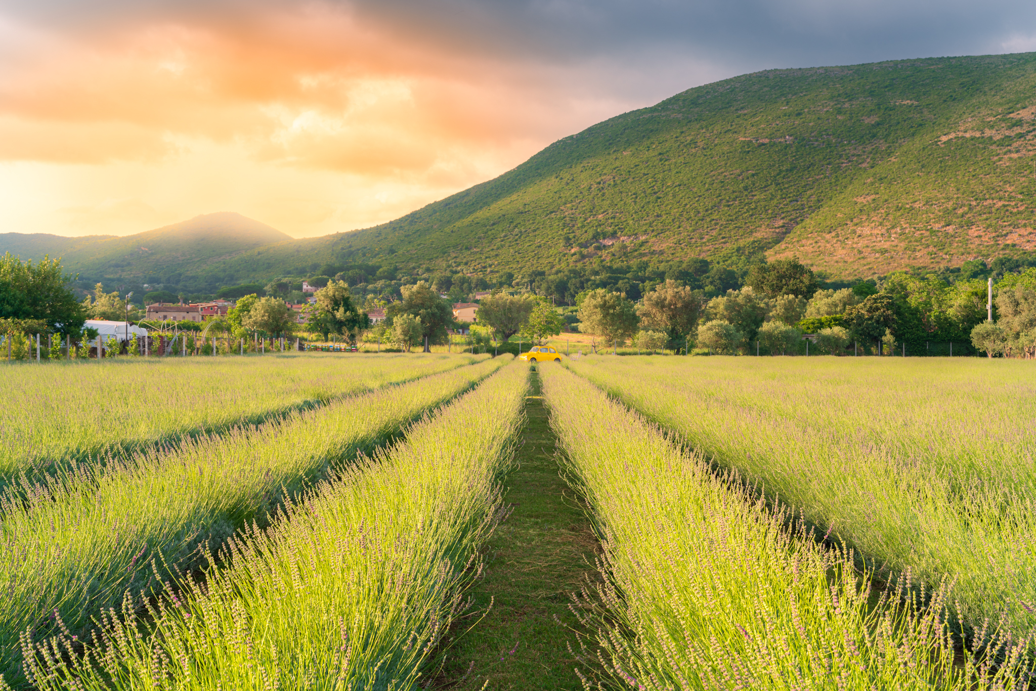 Campo di lavanda