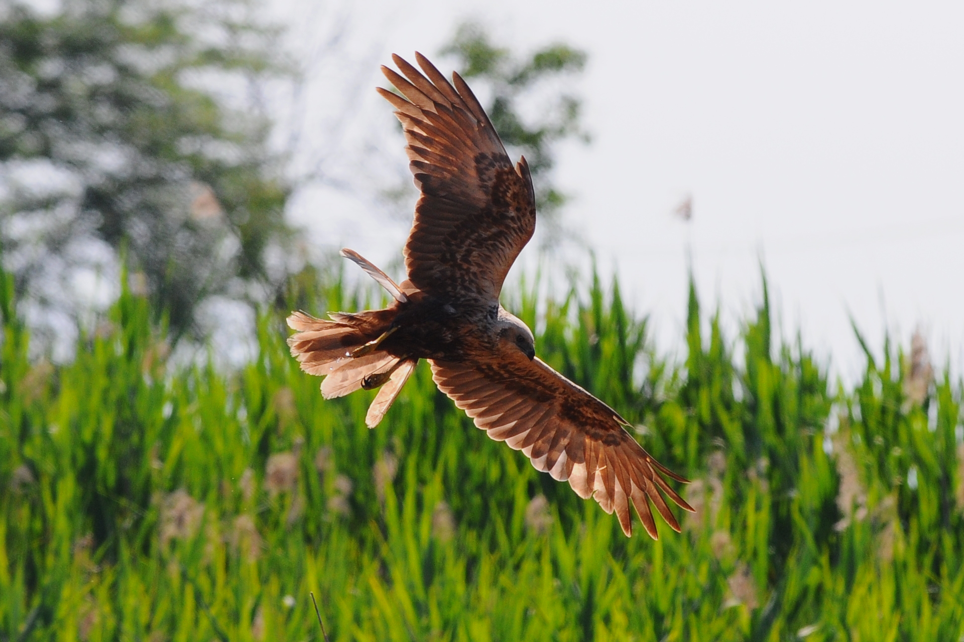 Marsh Harrier landing