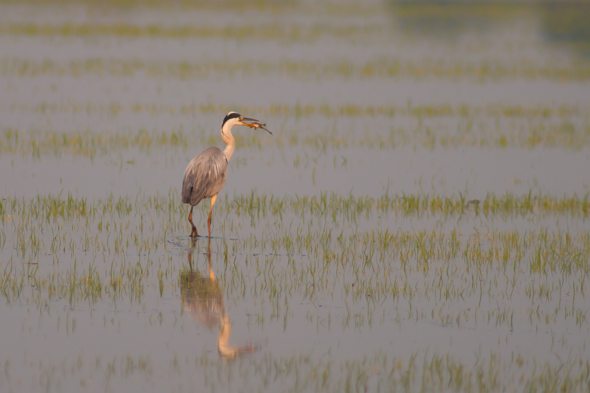 Grey heron with prey