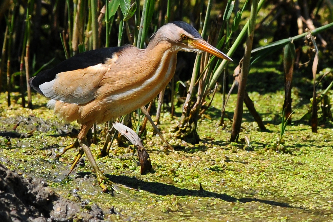 Bittern