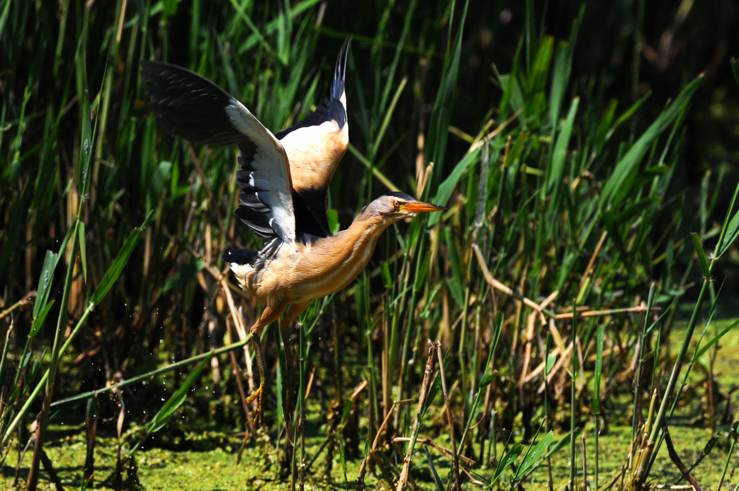 Tarabusino in Partenza