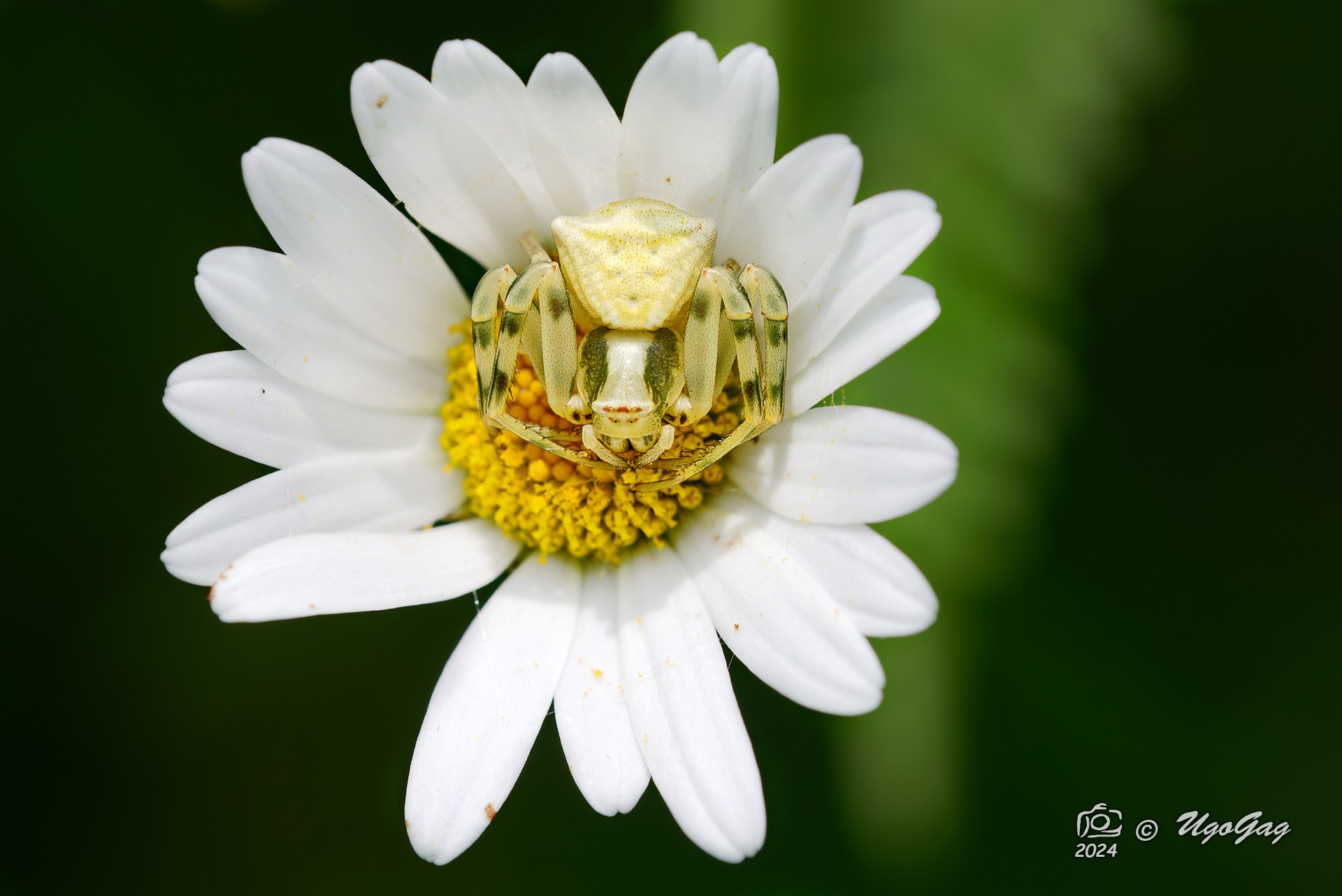 Thomisus onustus su margherita bis