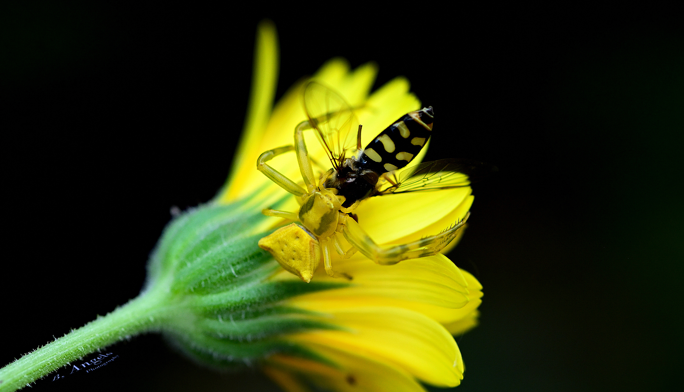" vestito di giallo "